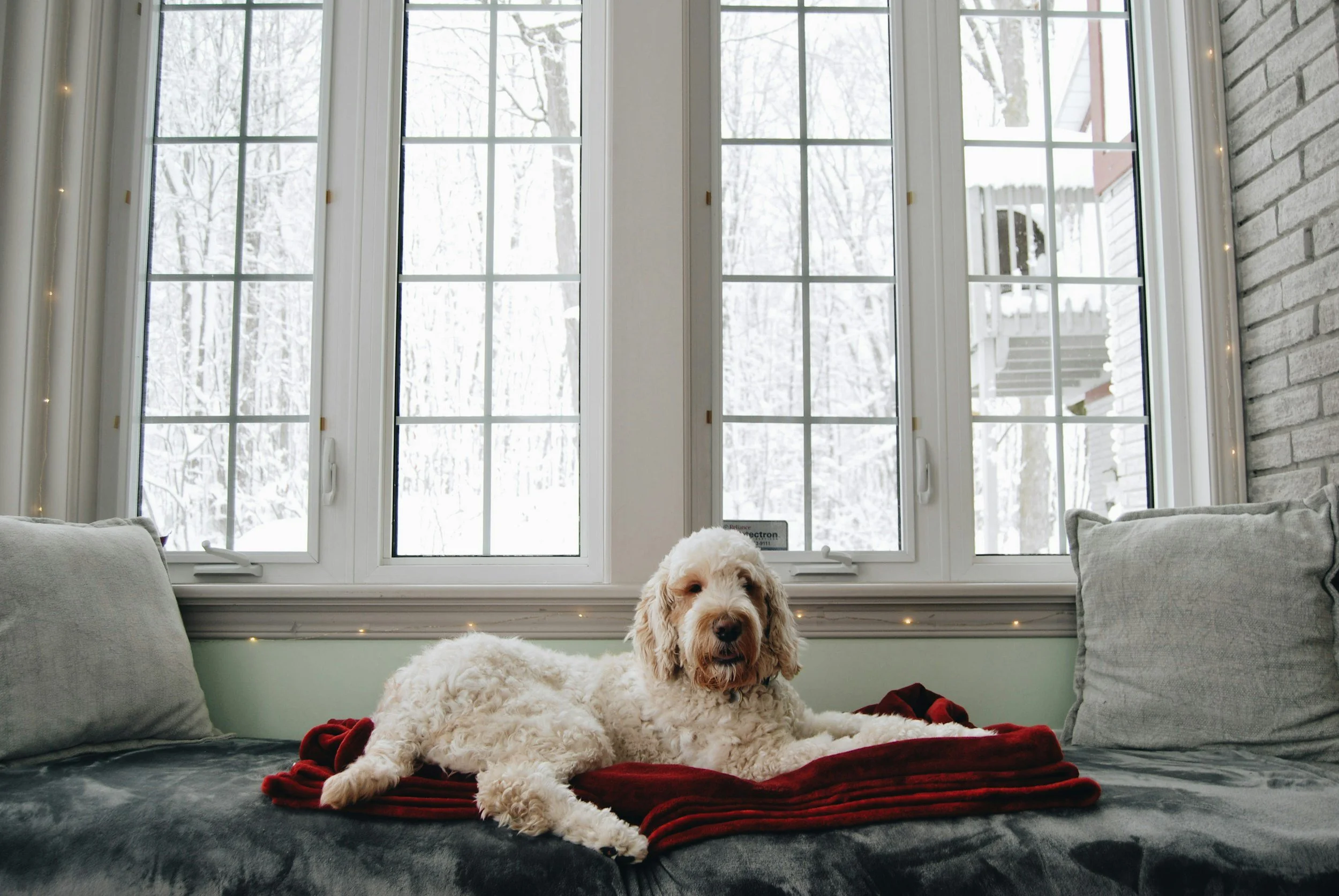 goldendoodle; beautiful; home