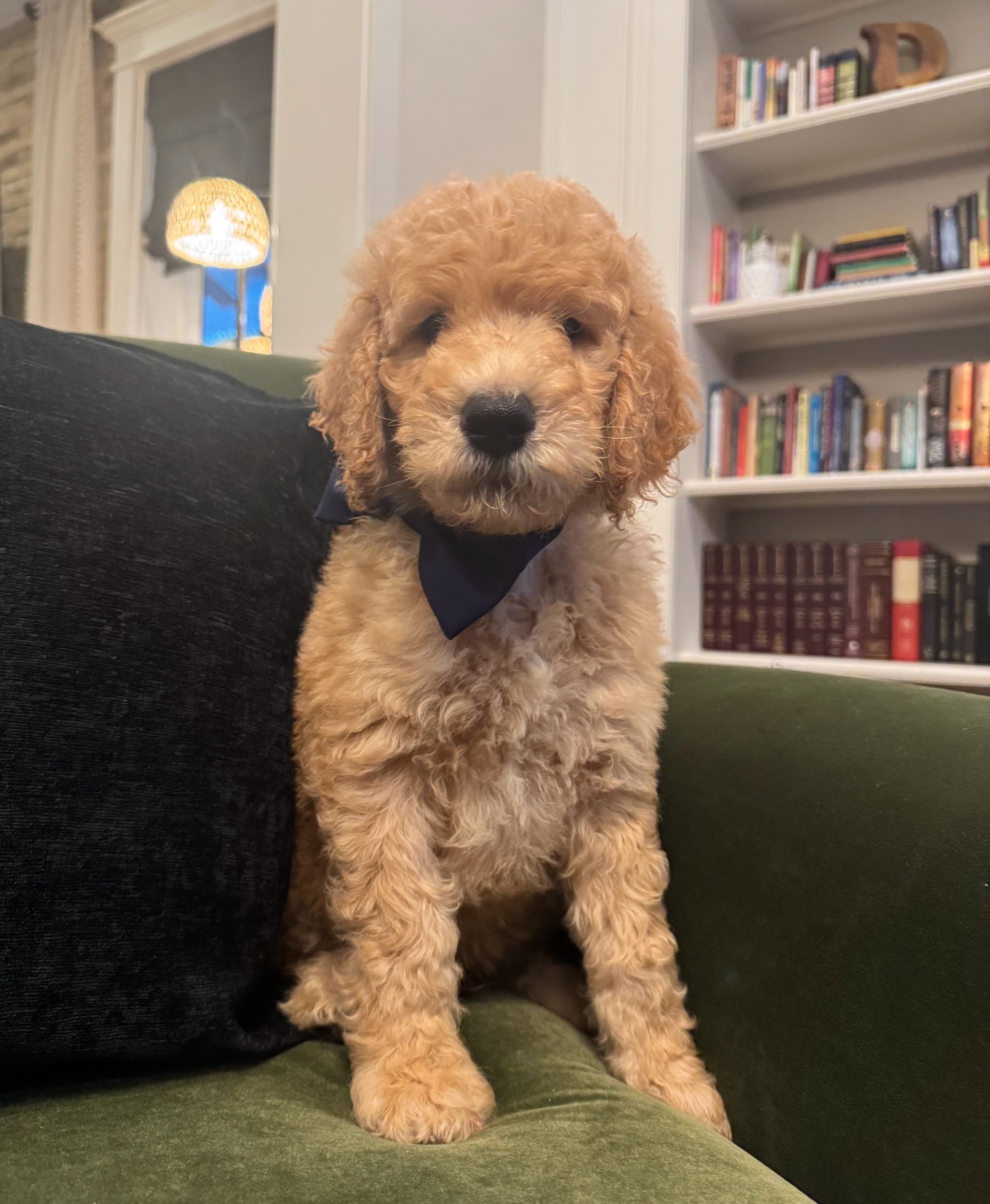 Harry (The Second) - Tan Collar Boy