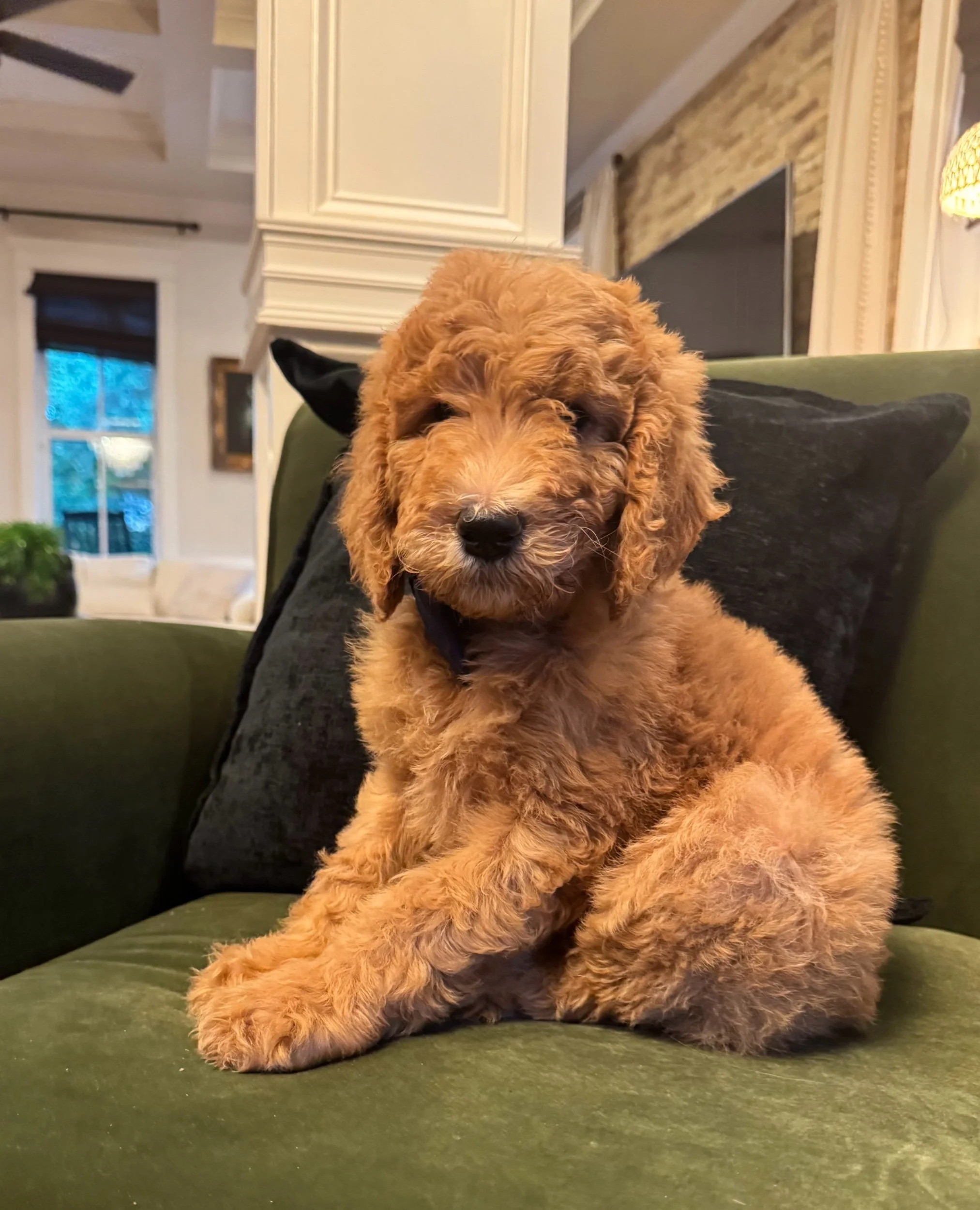 RESERVED- Lincoln - Green Collar Boy