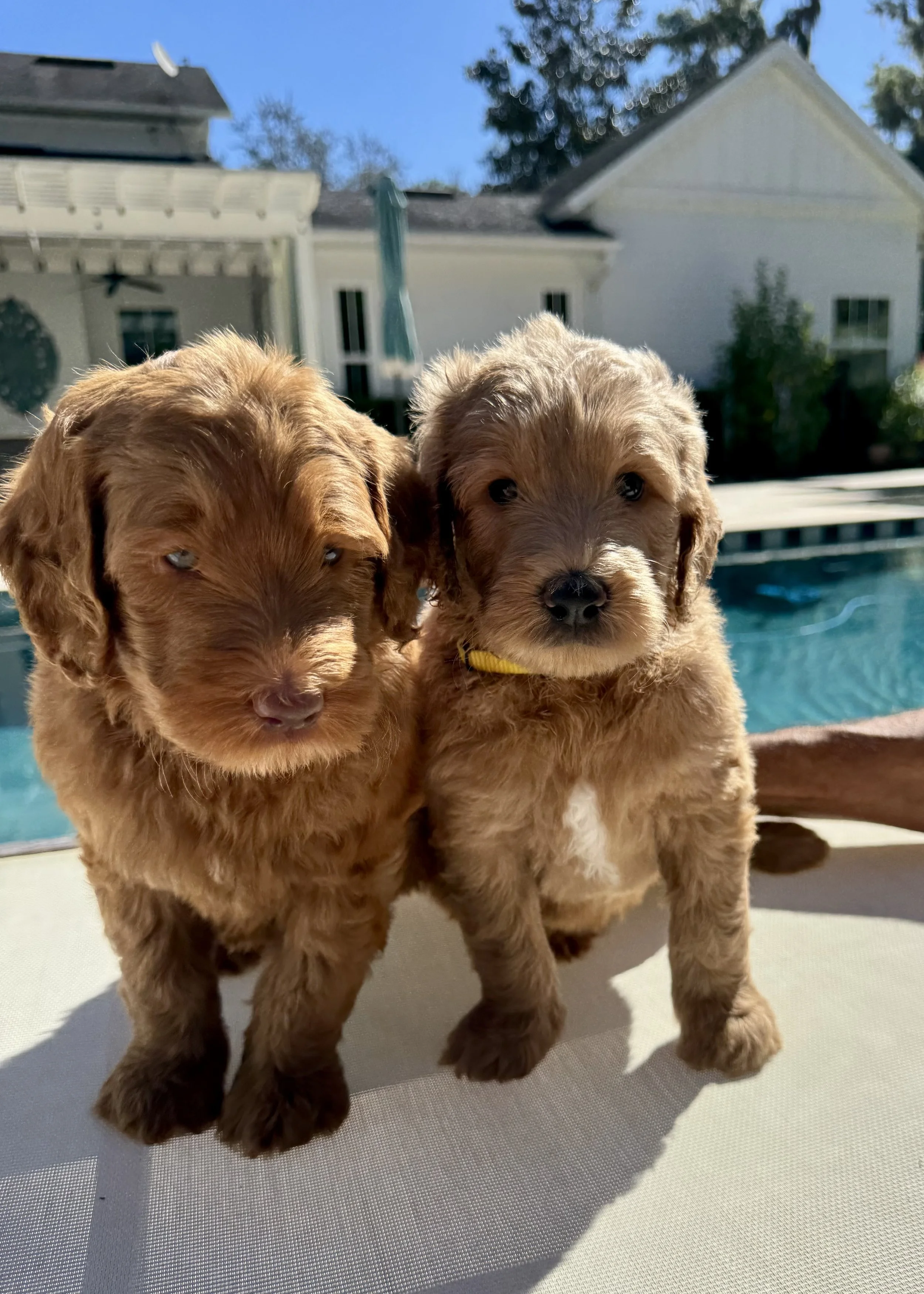 Green and Yellow Pool.jpeg