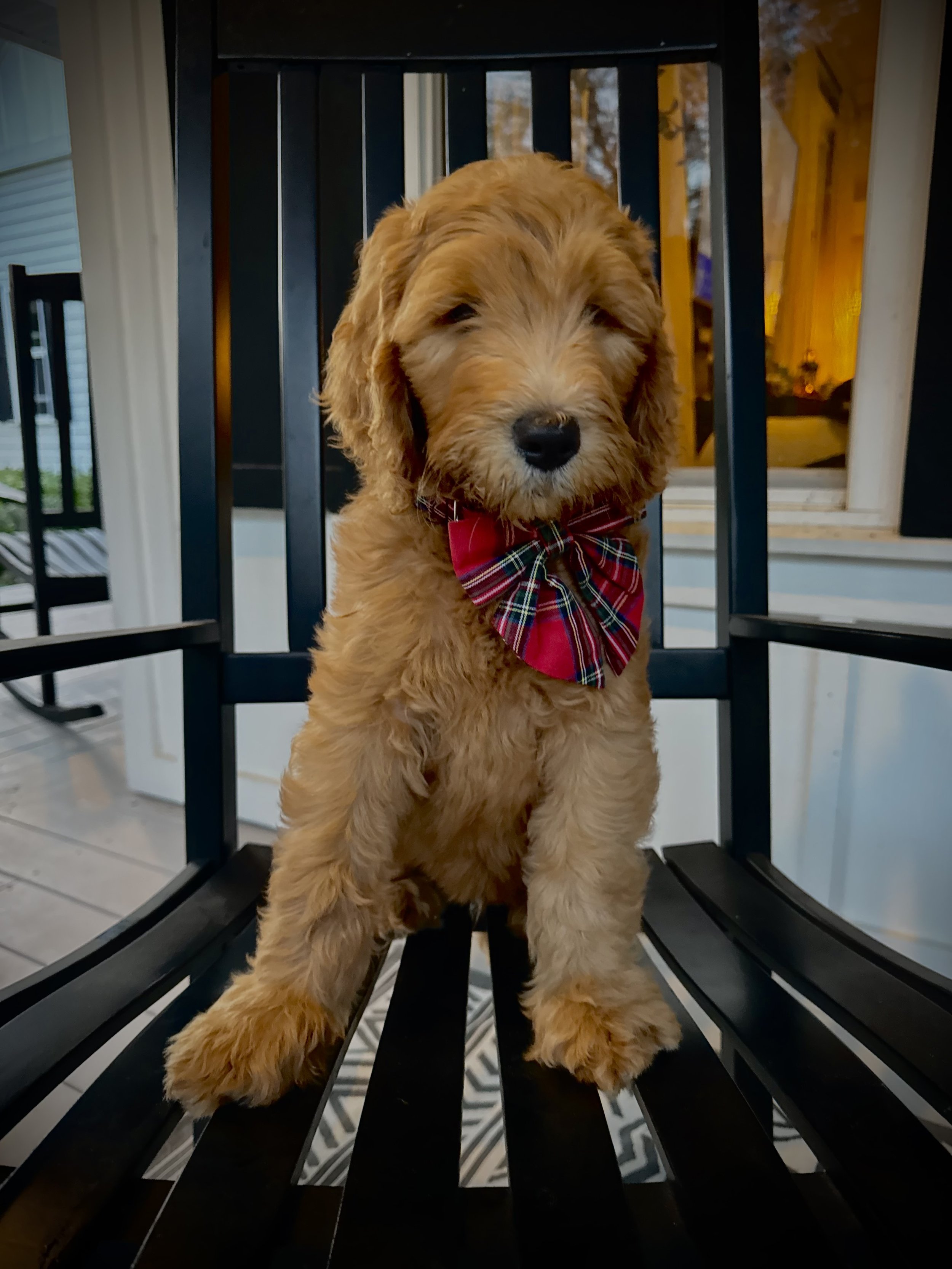 RESERVED  - Maple - Boy (Teal Collar)