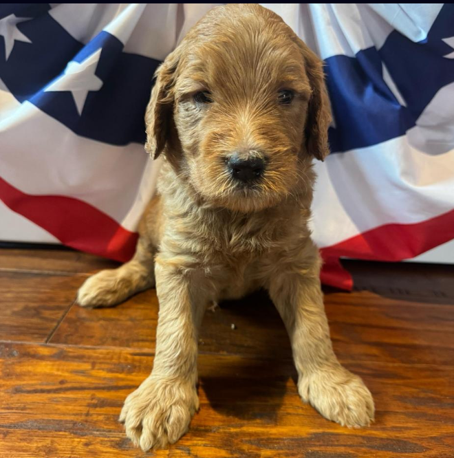 RESERVED -- Grant - Gray Collar Boy