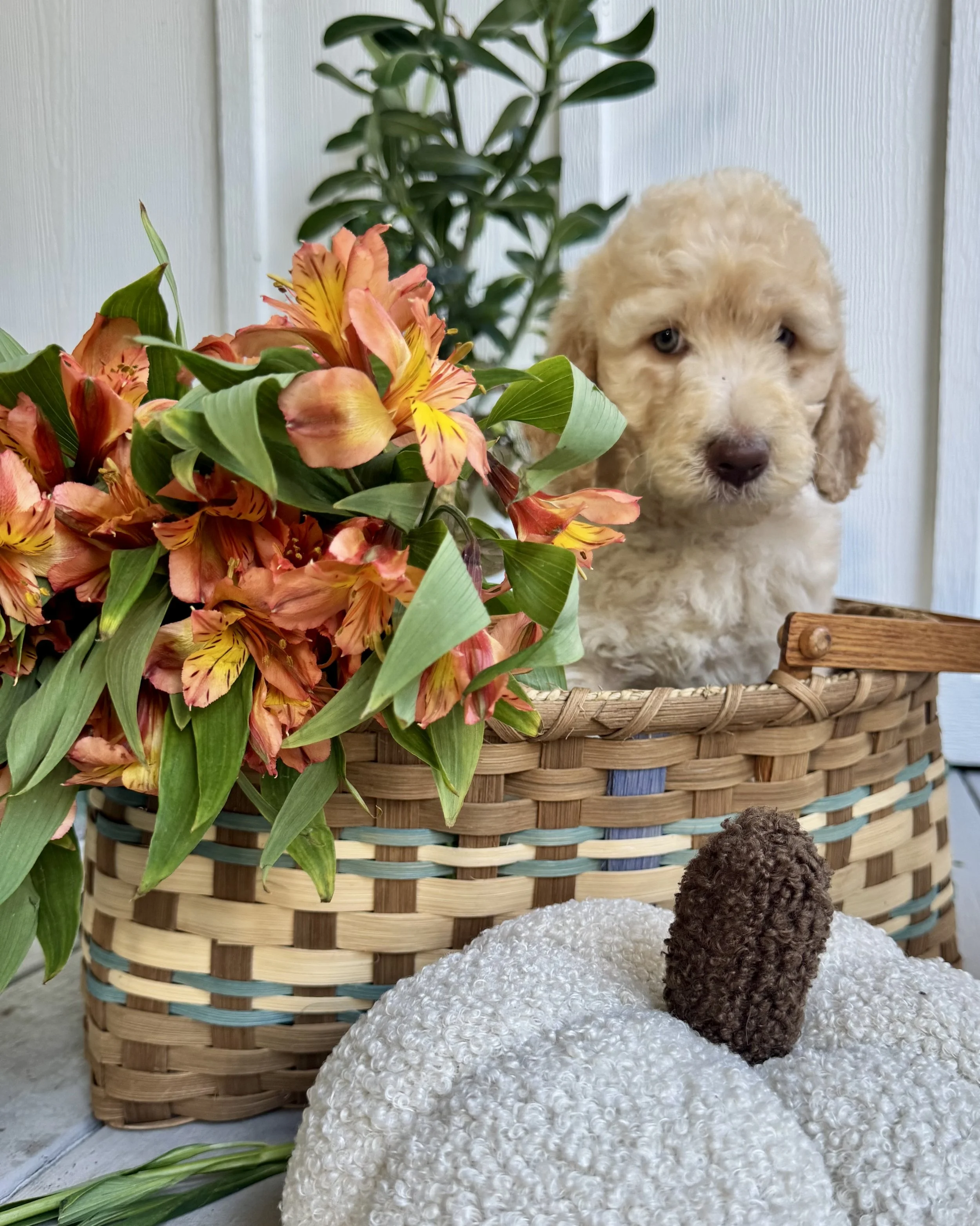 RESERVED - Sugar Plum - (Red Collar)