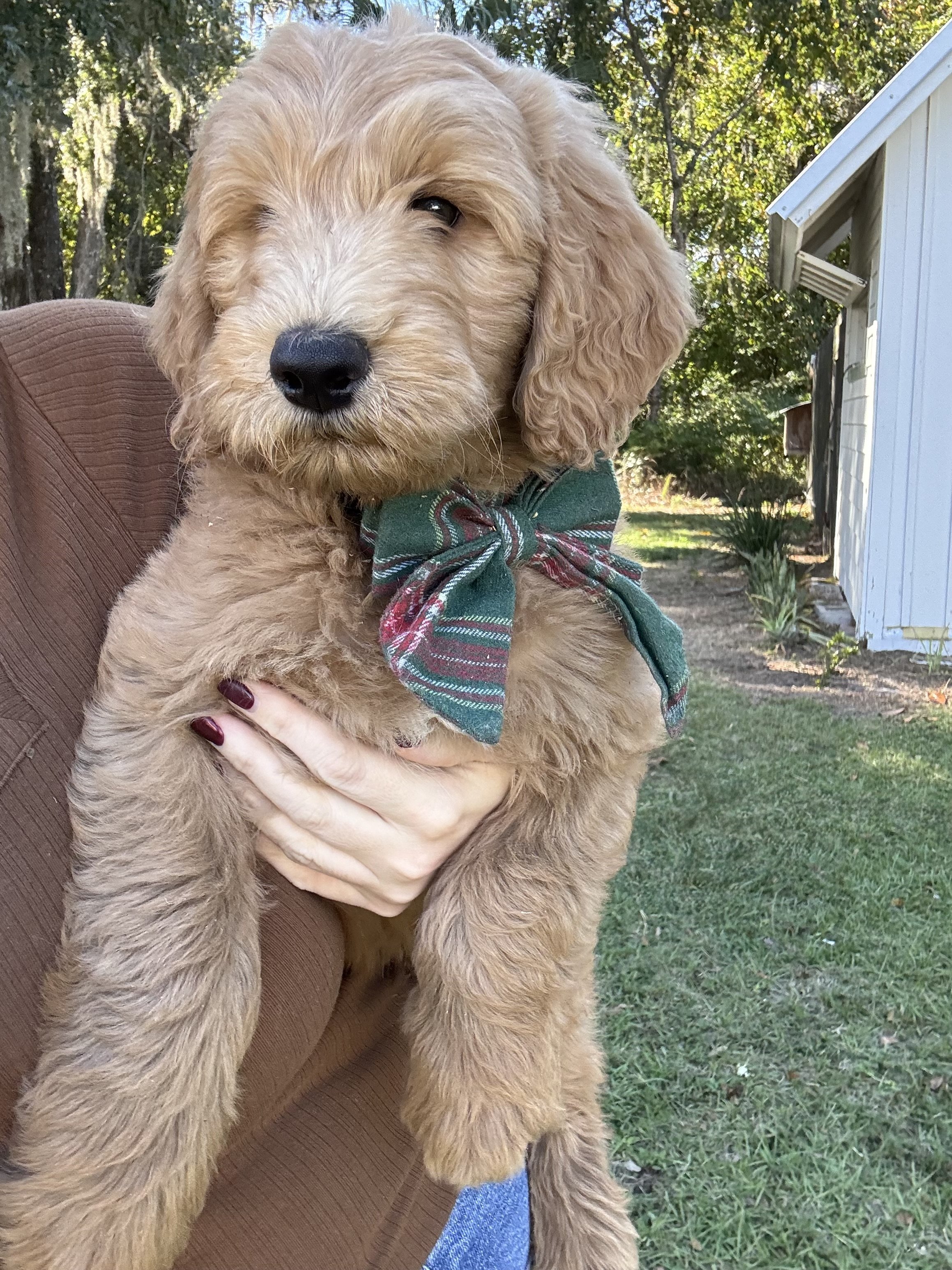 RESERVED - Honey - Boy (Yellow Collar)