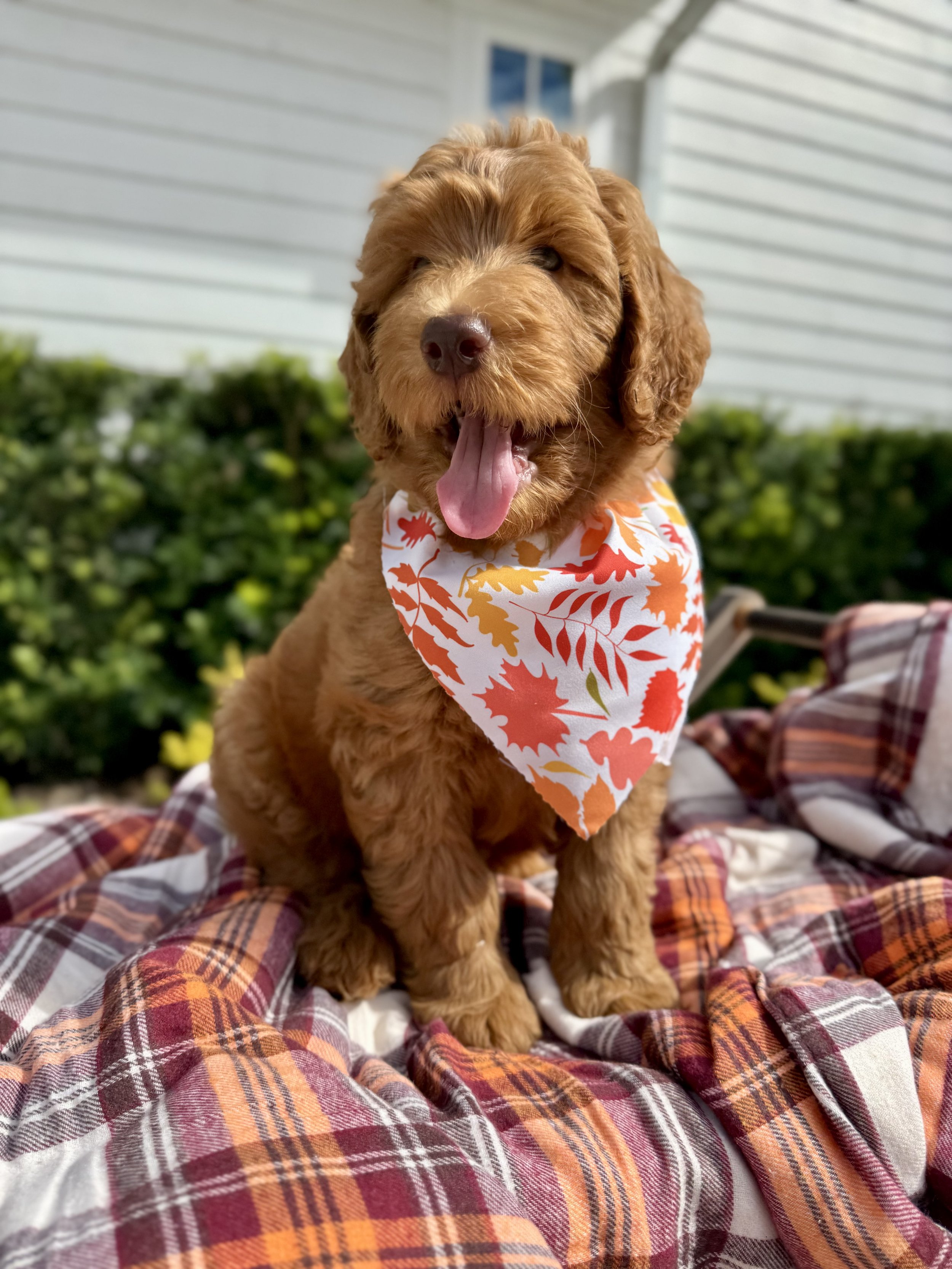 RESERVED -- Chestnut - Boy (Green Collar)
