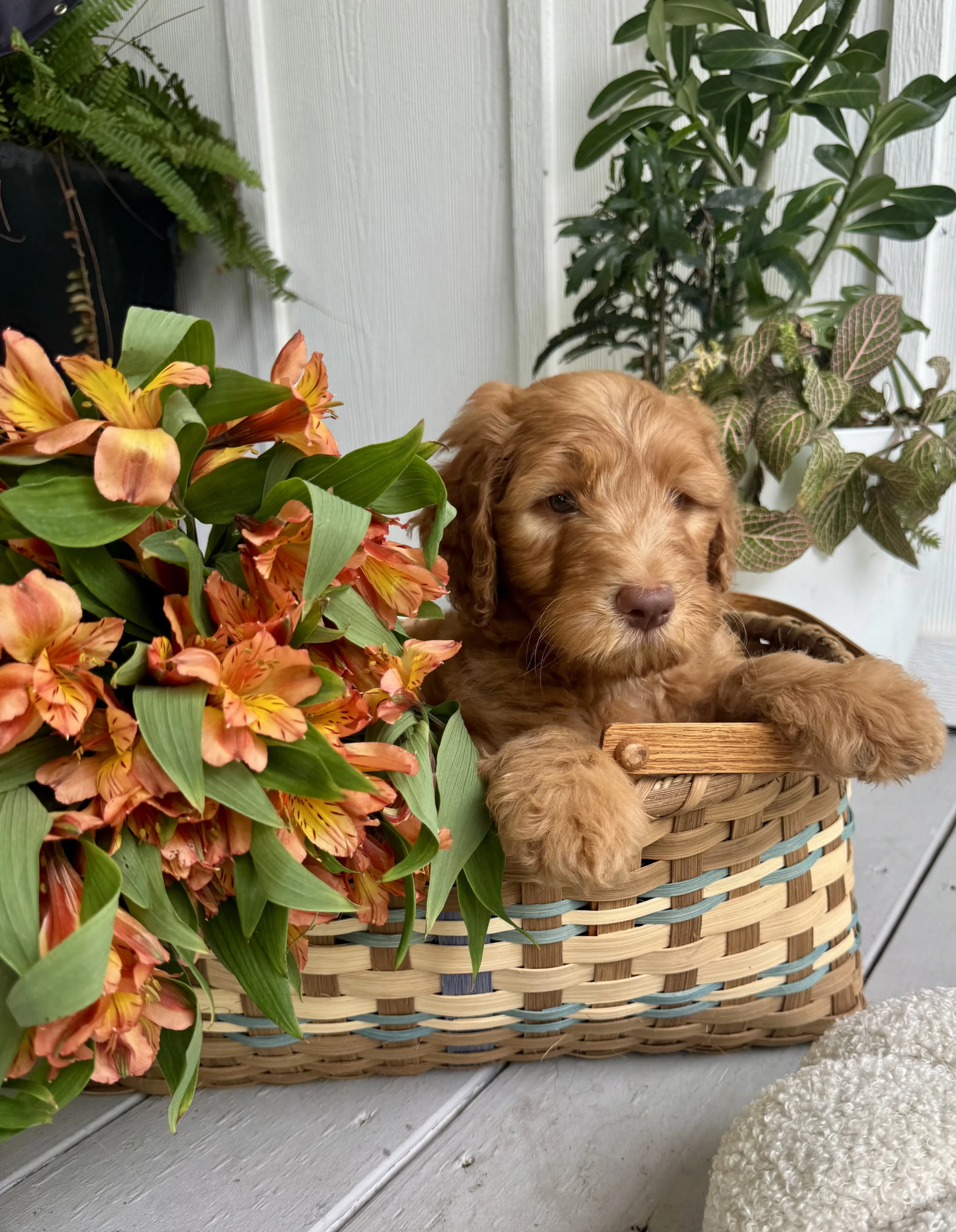 RESERVED - Ember (Black Collar) - RESERVED