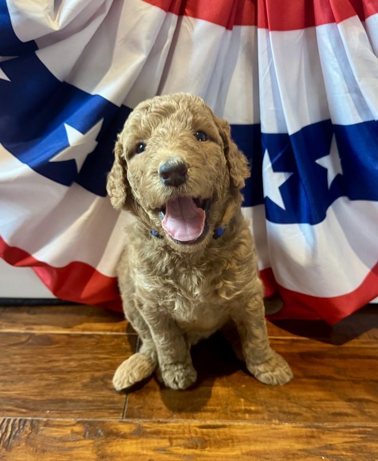RESERVED- Teddy - Blue Collar Boy