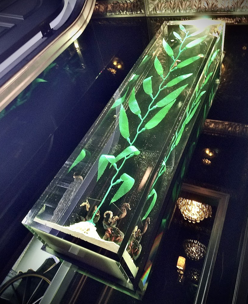 All Aquatic Life  & Aquascaping