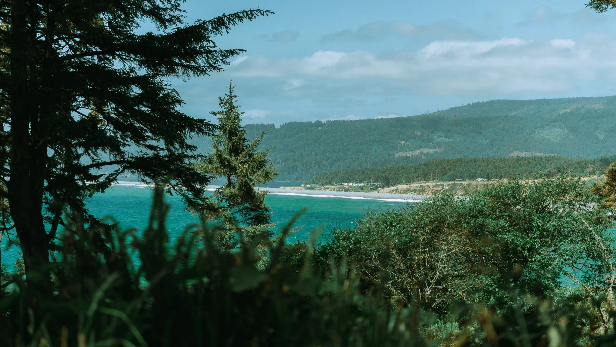 Beach in the PNW with foliage in the foreground