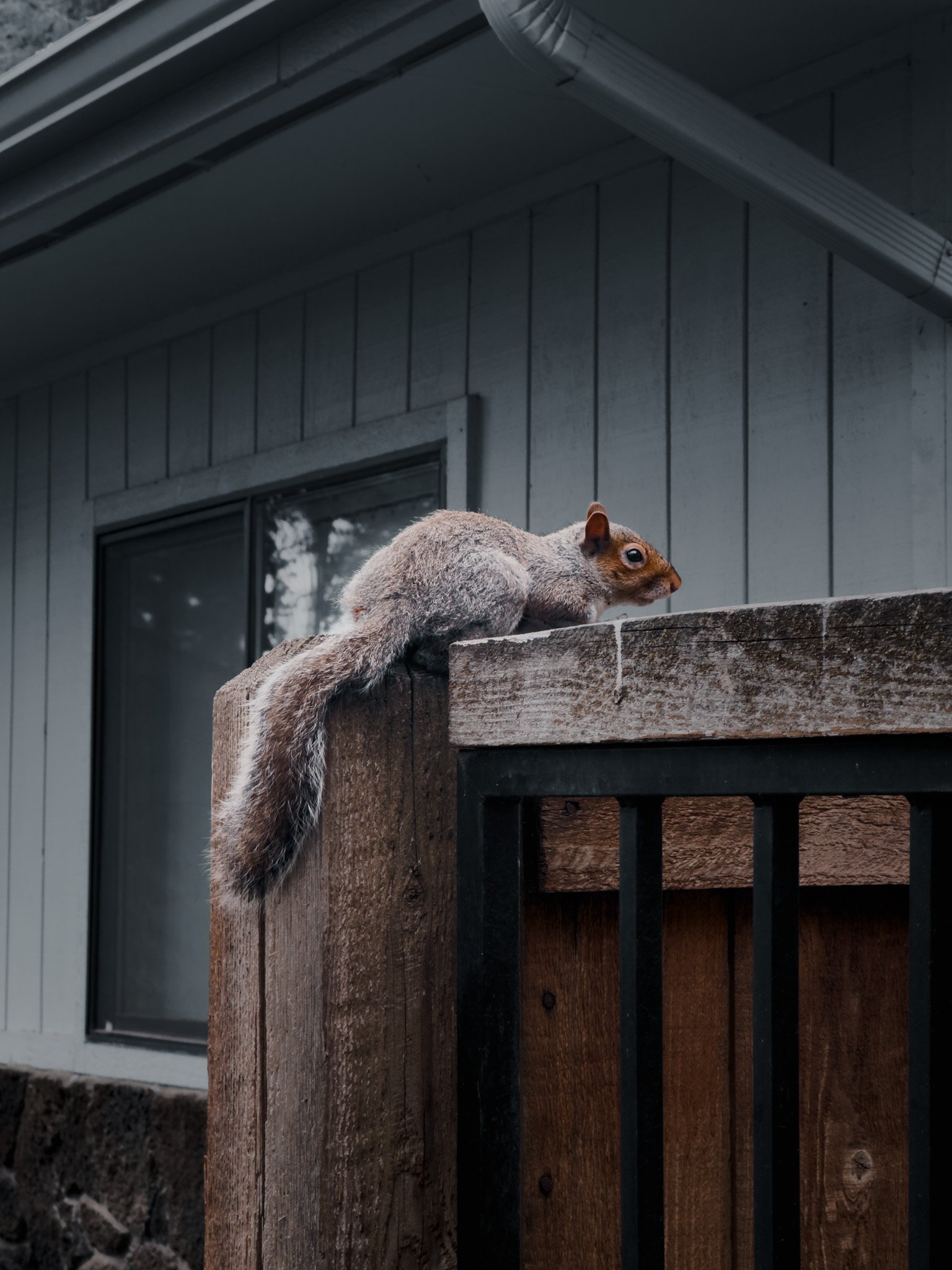 A squirrel perched on the edge of a wooden deck railing outside a house, with a window and siding in the background.
