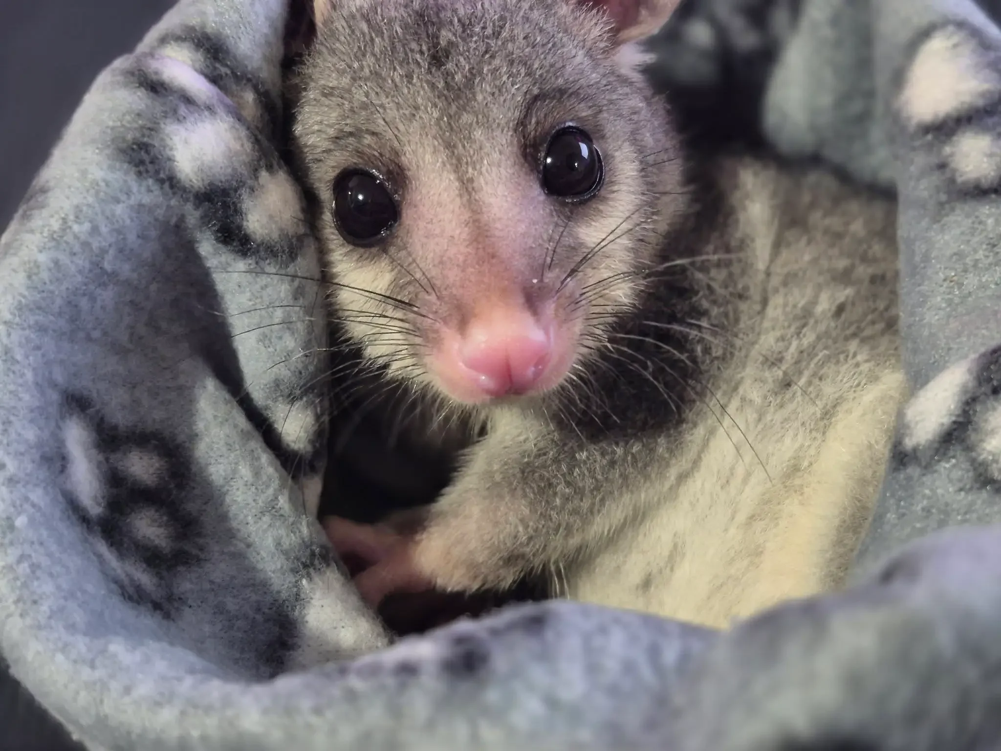 Rotary Club of SEQ Wildlife