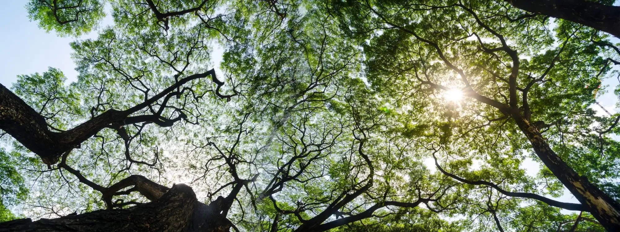 Sunlight filtering through a lush green tree canopy in a natural bushland setting.