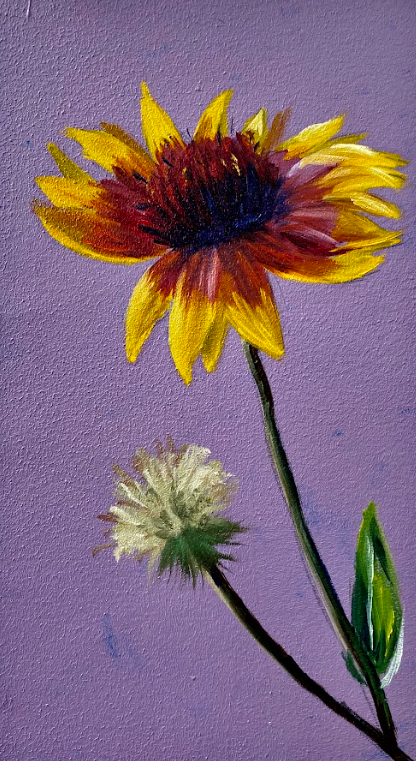 Quemazon Blanket Flower