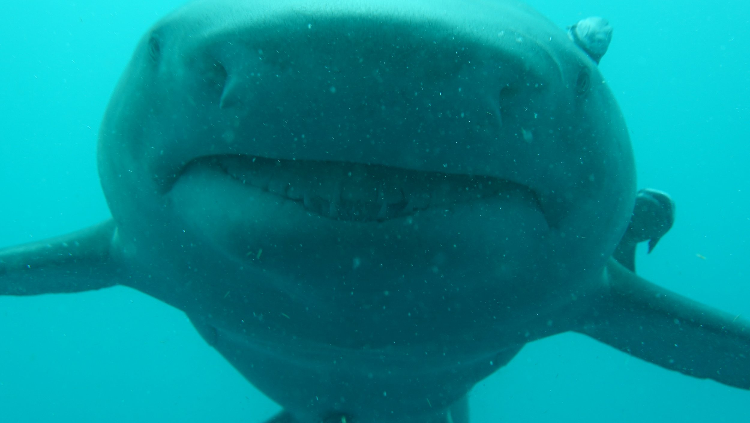 Shark Diving / Blue Heron Bridge 2025