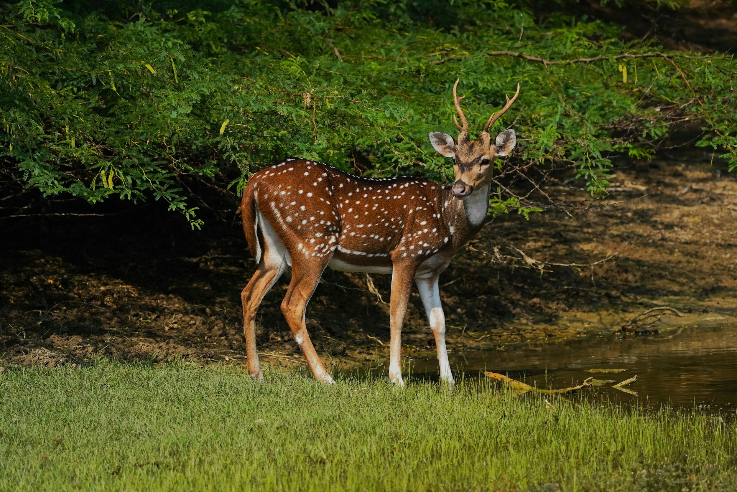 A young spotted deer standing near a body of water with green foliage in the background.