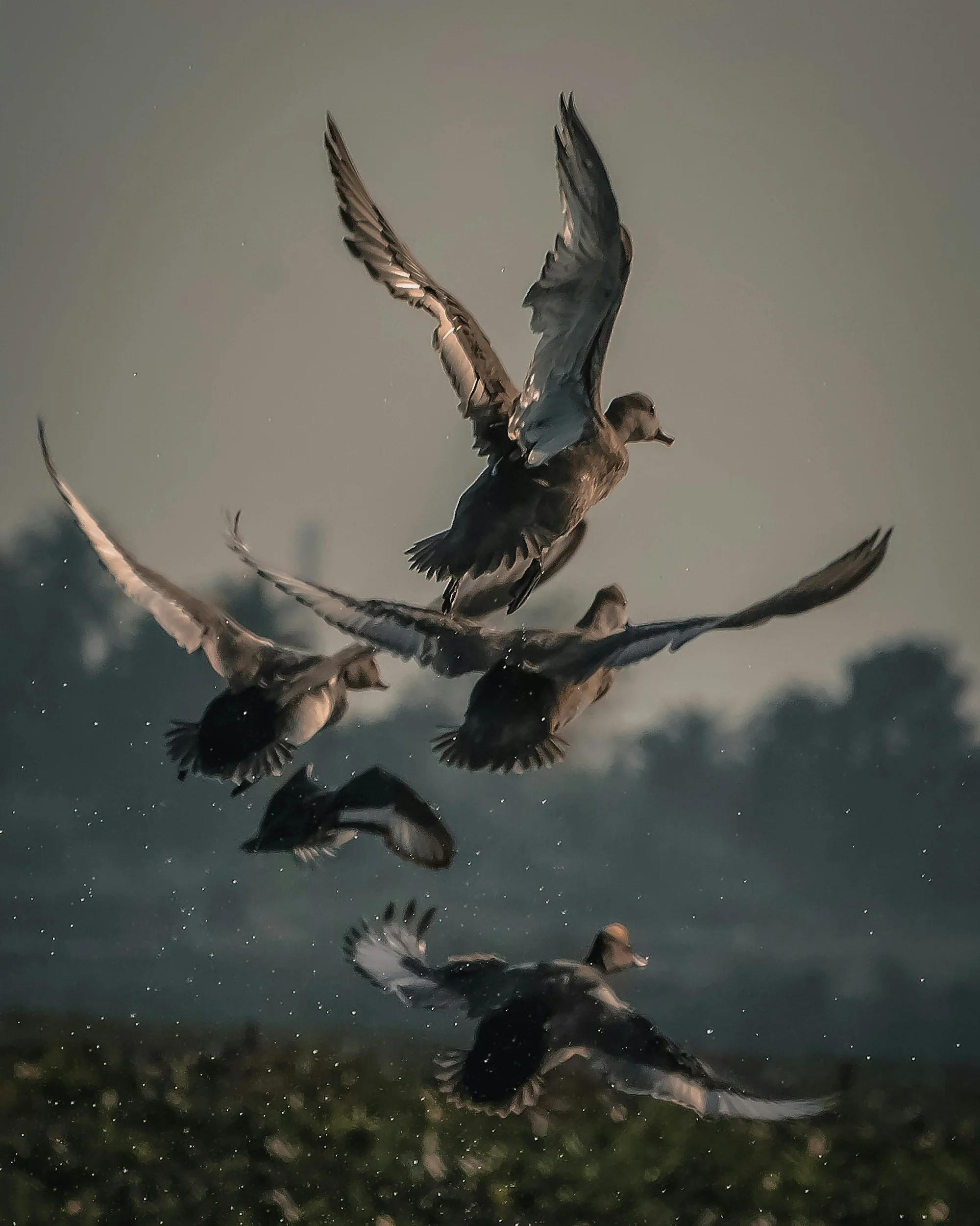 A group of ducks flying low over water, with one duck in the center landing or taking off, wings spread wide.