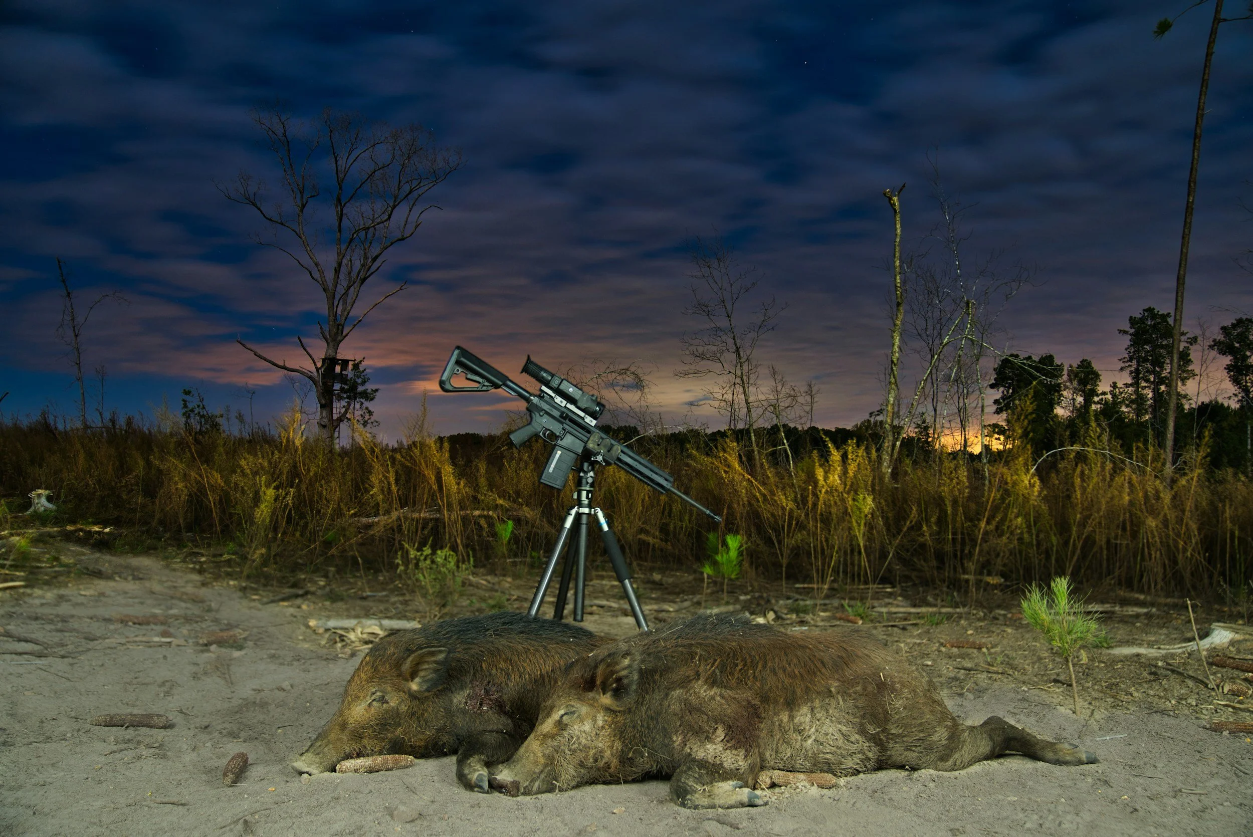 Two dead wild boars lying on the ground at night with a rifle on a tripod positioned behind them, in a rural outdoor setting with leafless trees and a cloudy sky in the background.