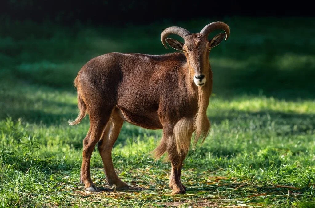 A mountain goat standing in a grassy area with a dark background.
