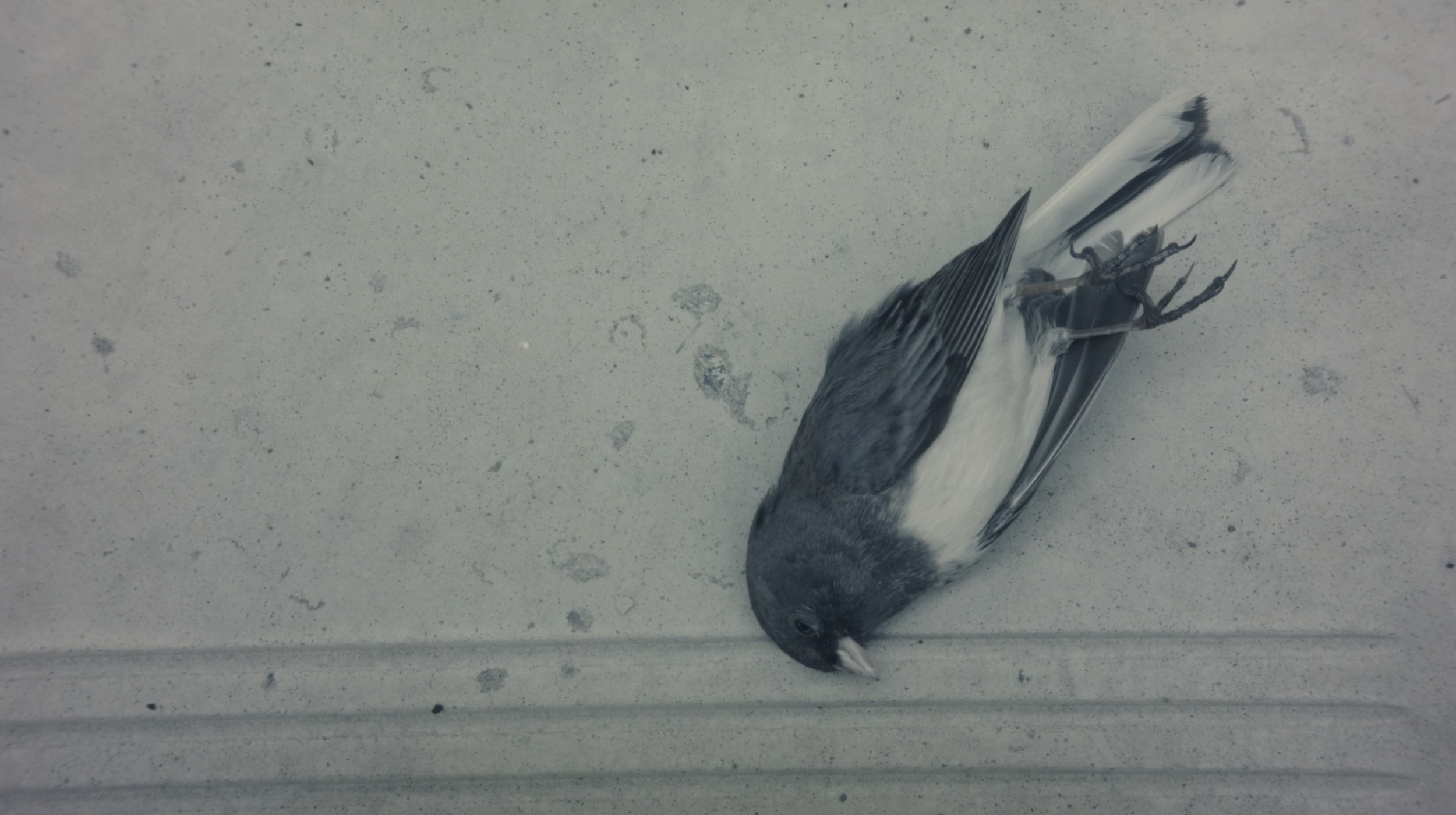 A dead bird lying on an off-white concrete surface.
