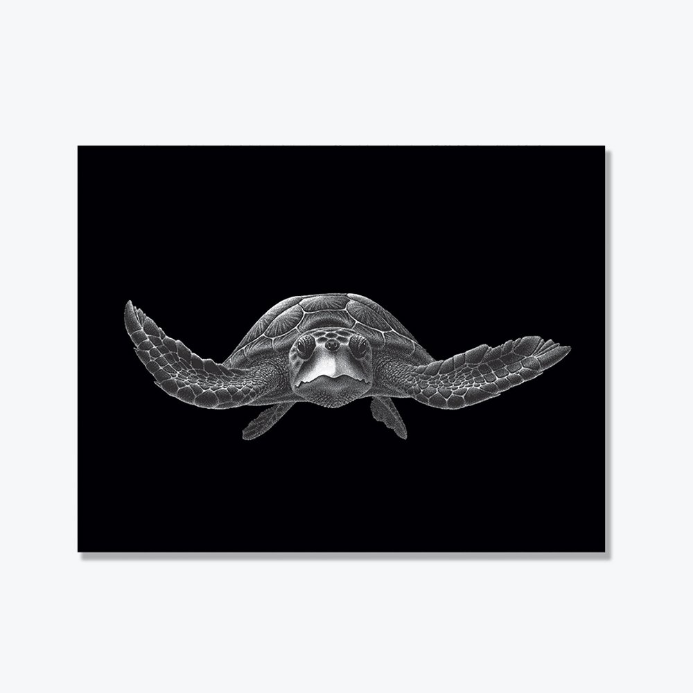 Flying Turtle Notecards (Set of 3)