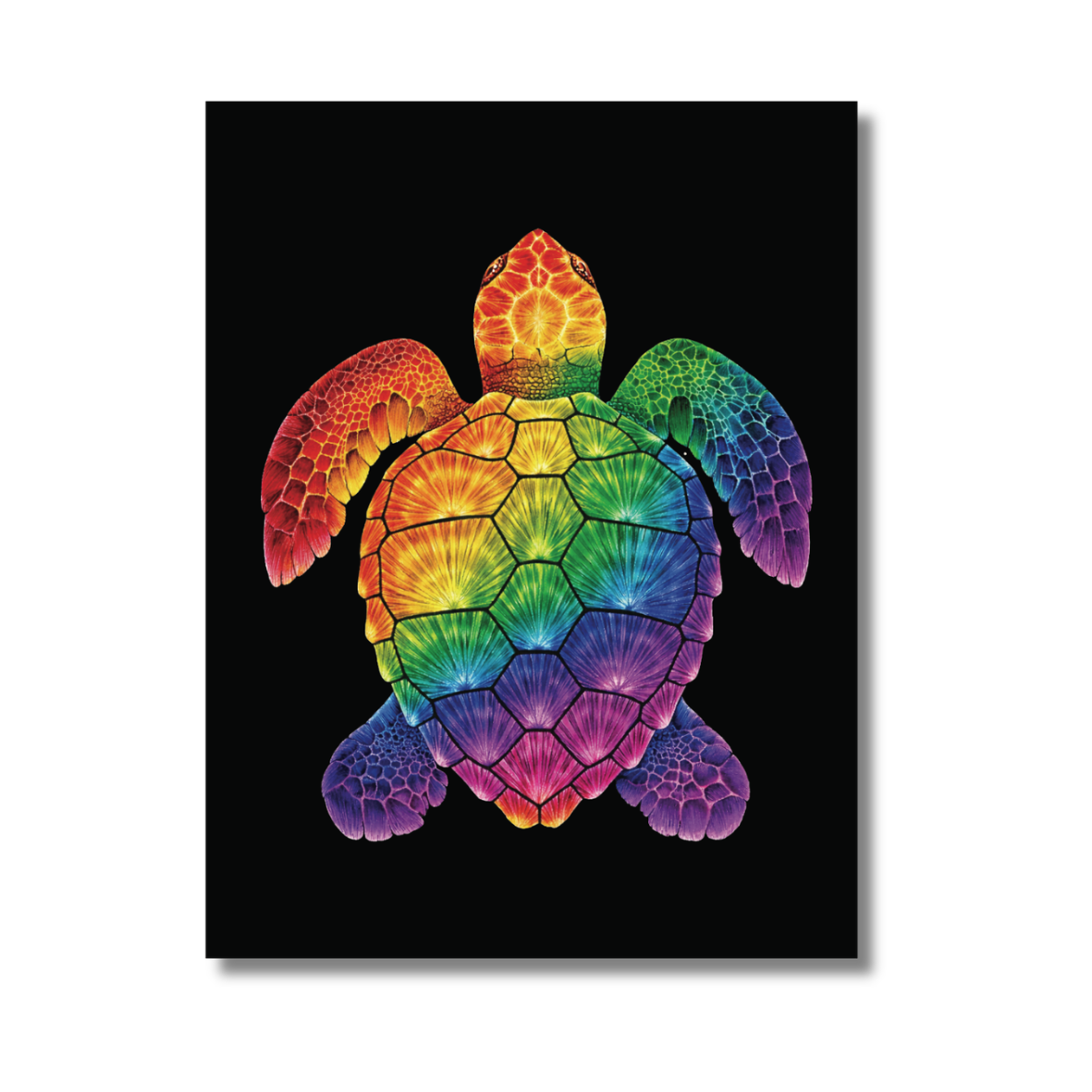 Overhead Loggerhead Rainbow.png