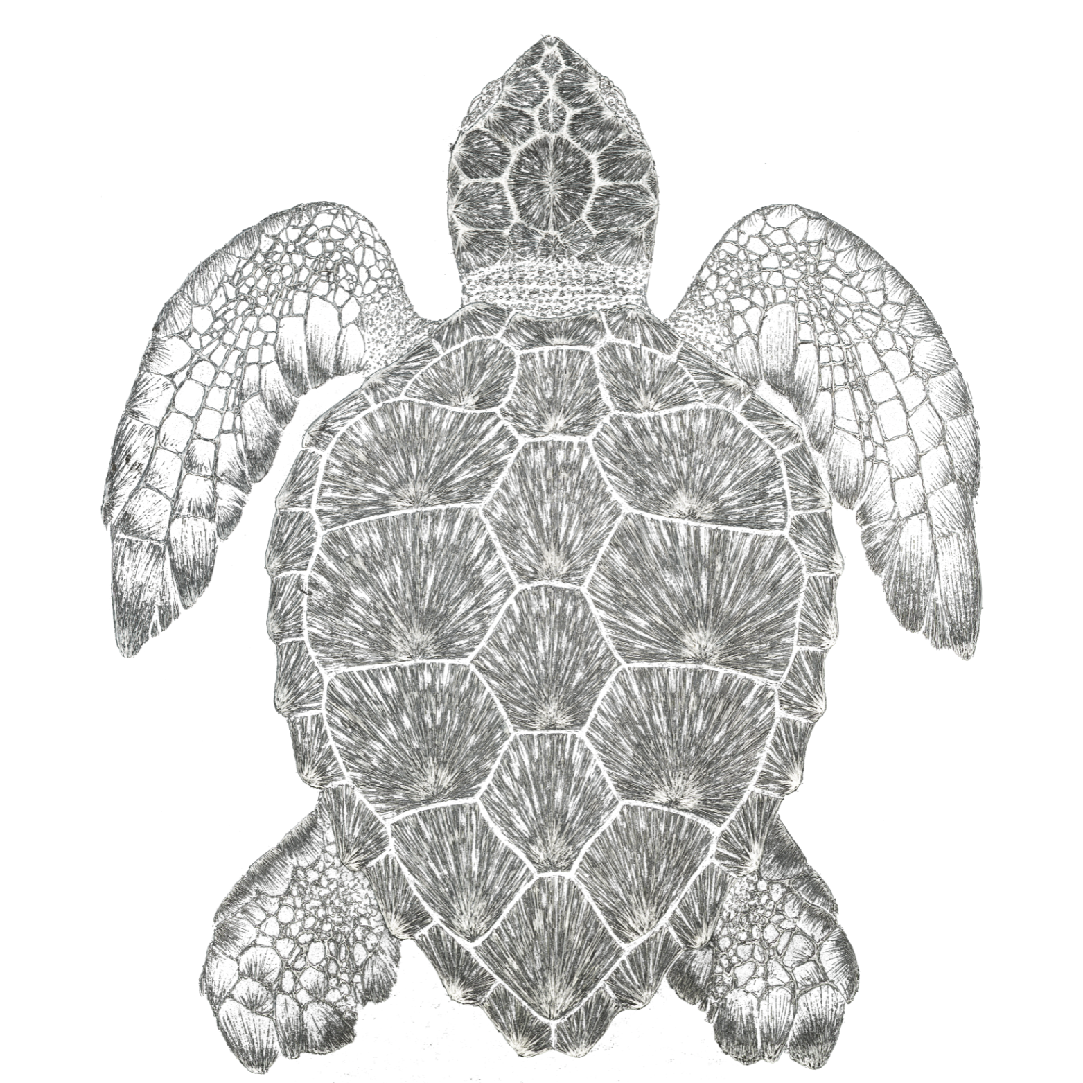 Artistic and anatomically correct iIllustration of a loggerhead turtle shown from overhead view with intricate detail. White stipple art on a black background.