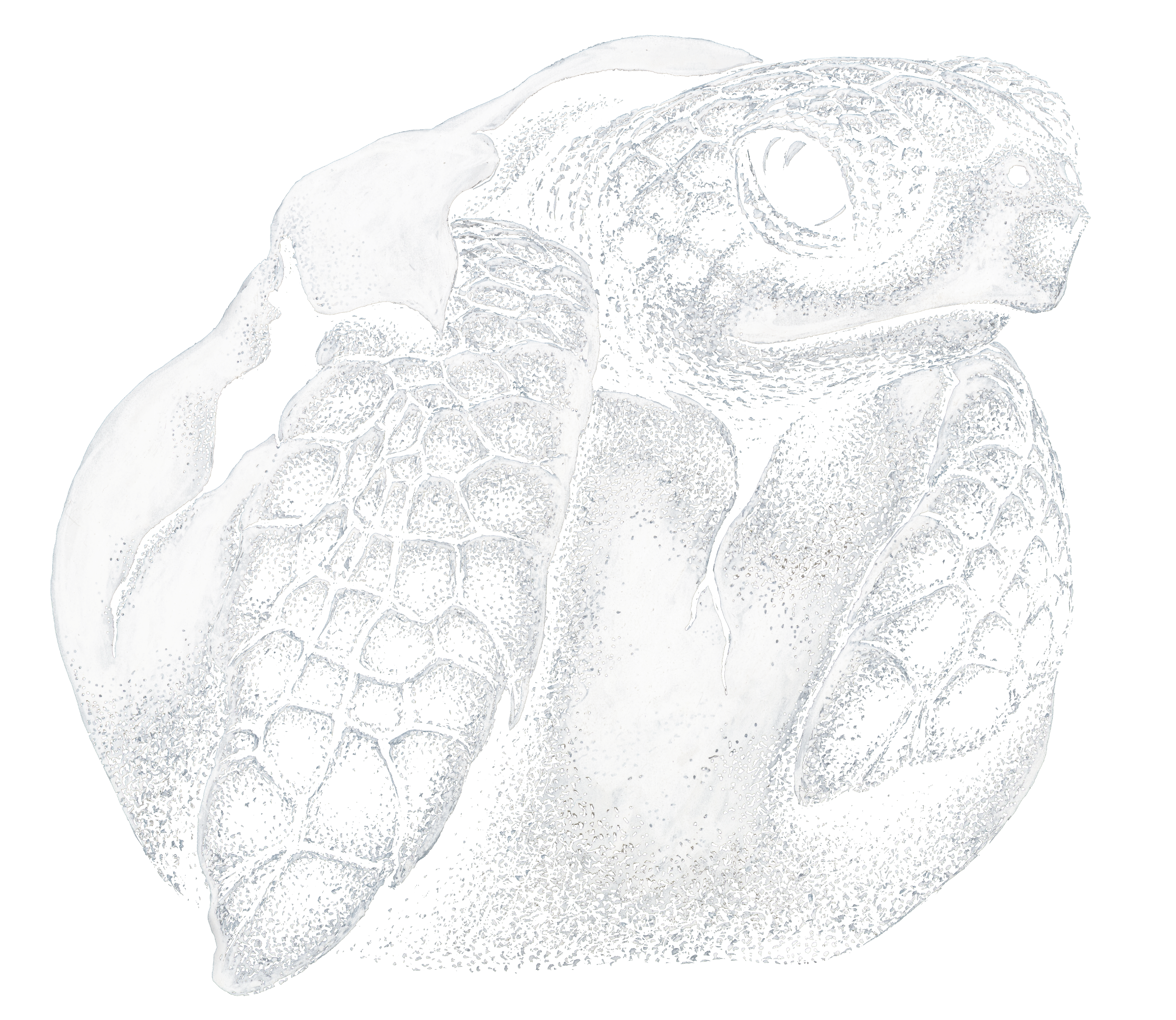 Artistic and anatomically correct iIllustration of a green sea turtle hatchling emerging from its shell with intricate detail. White stipple art on a black background.