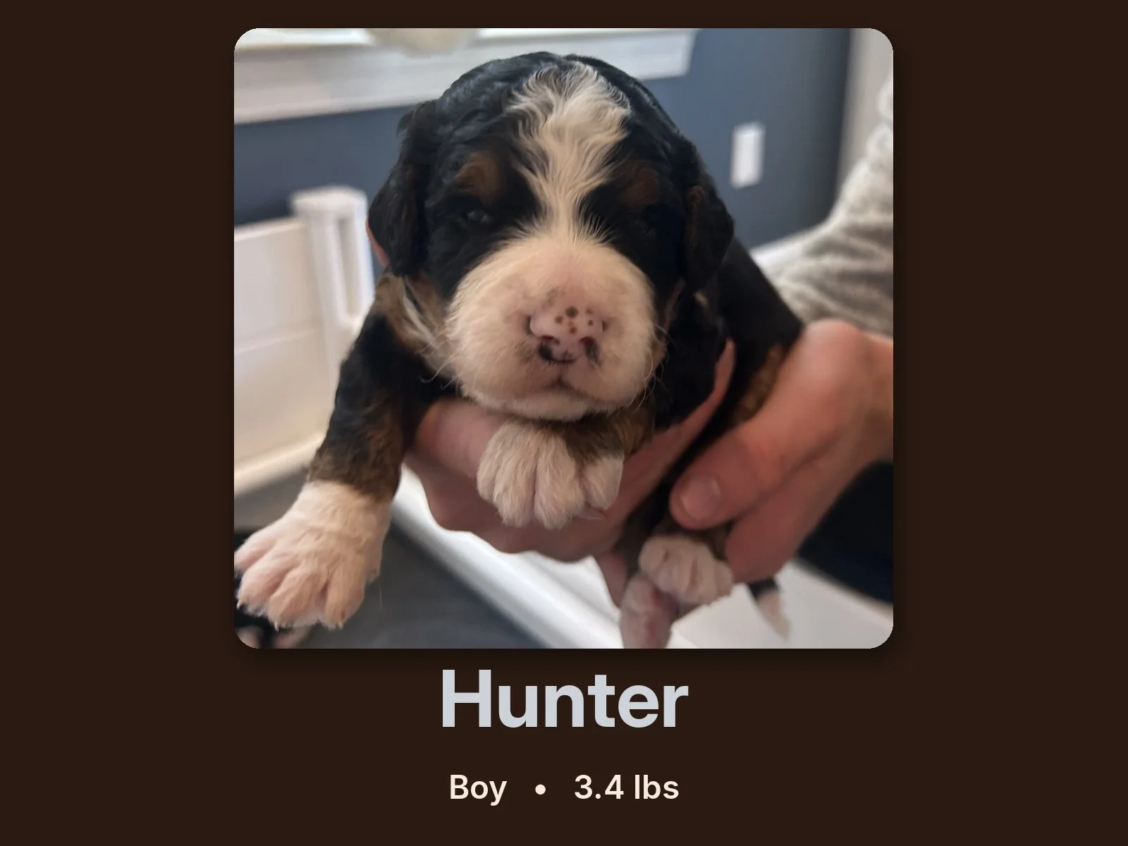 hunter-bernedoodle-puppy.jpg