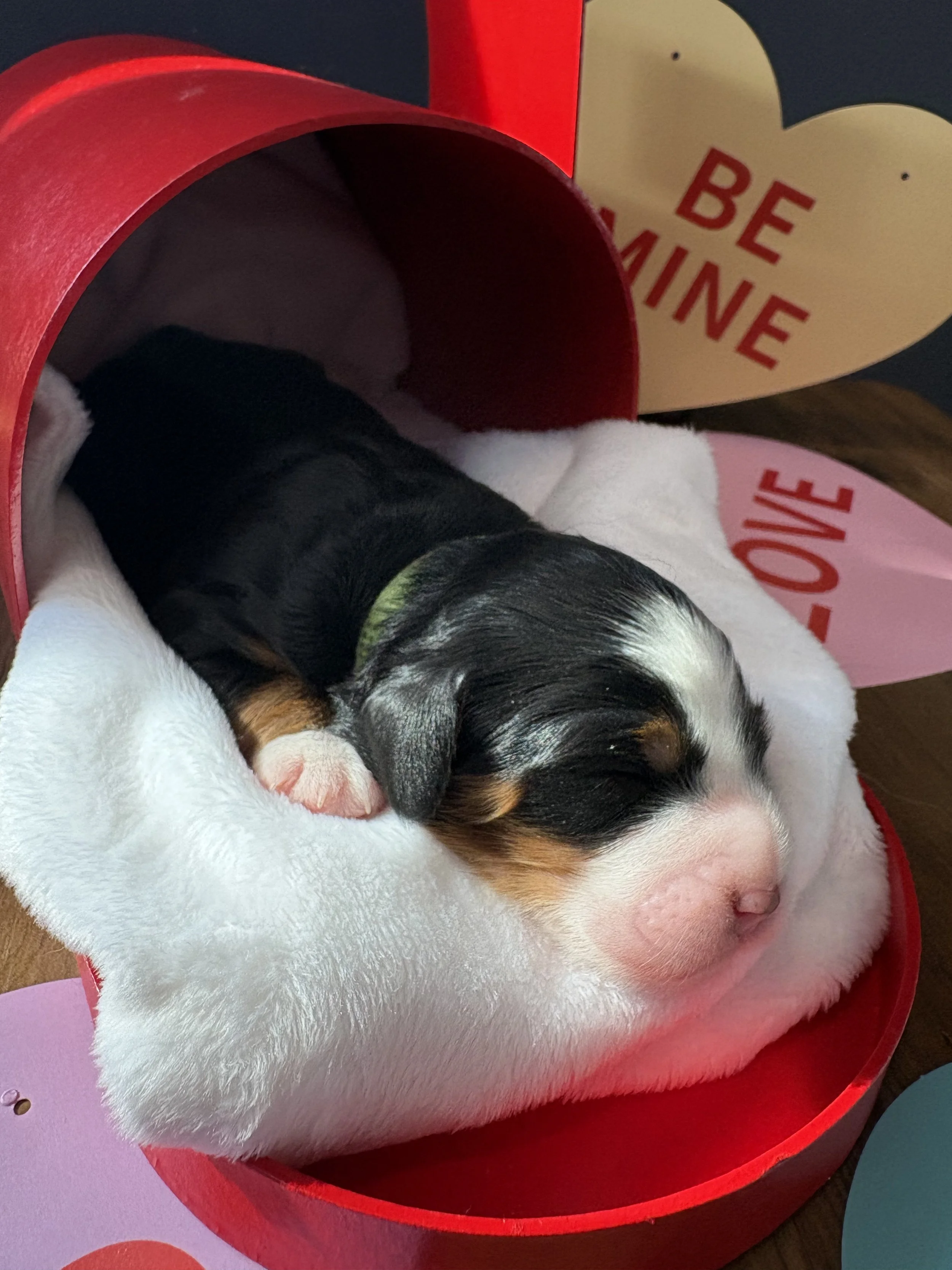 Kissie (Lt Green) - Female