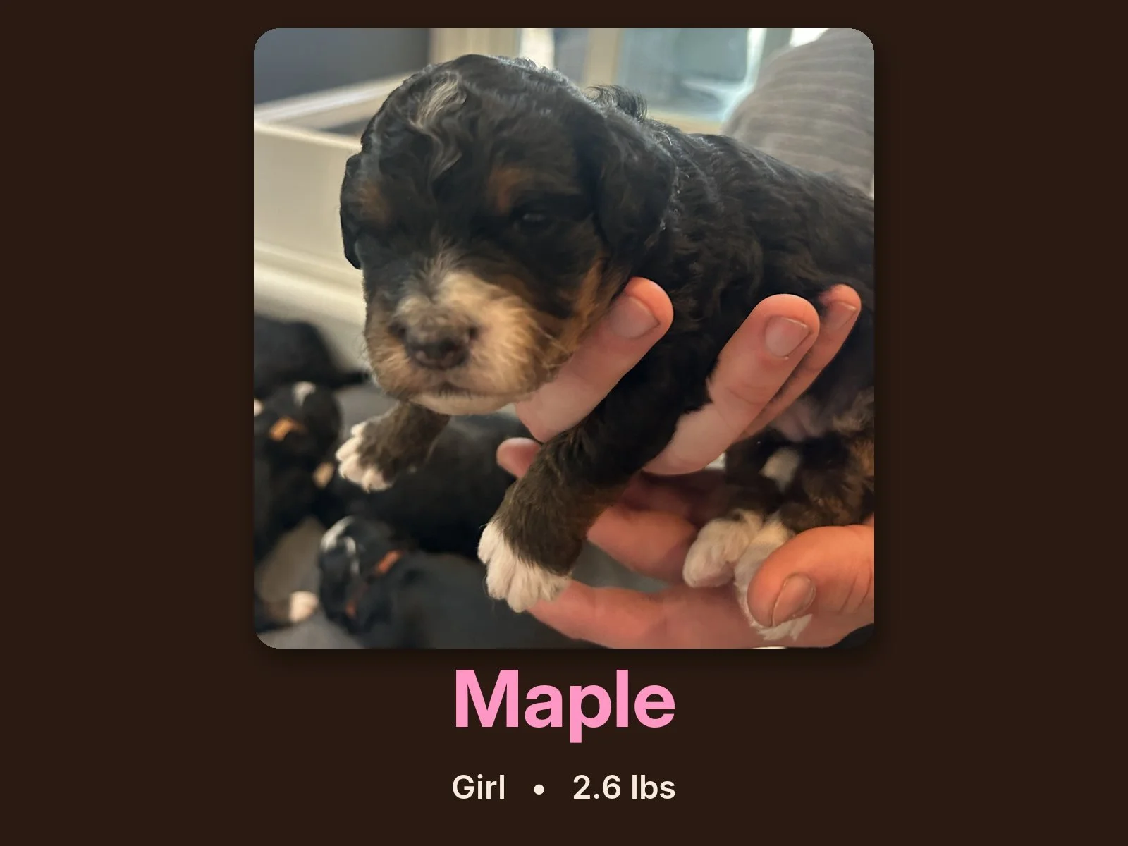 maple-bernedoodle-puppy.jpg