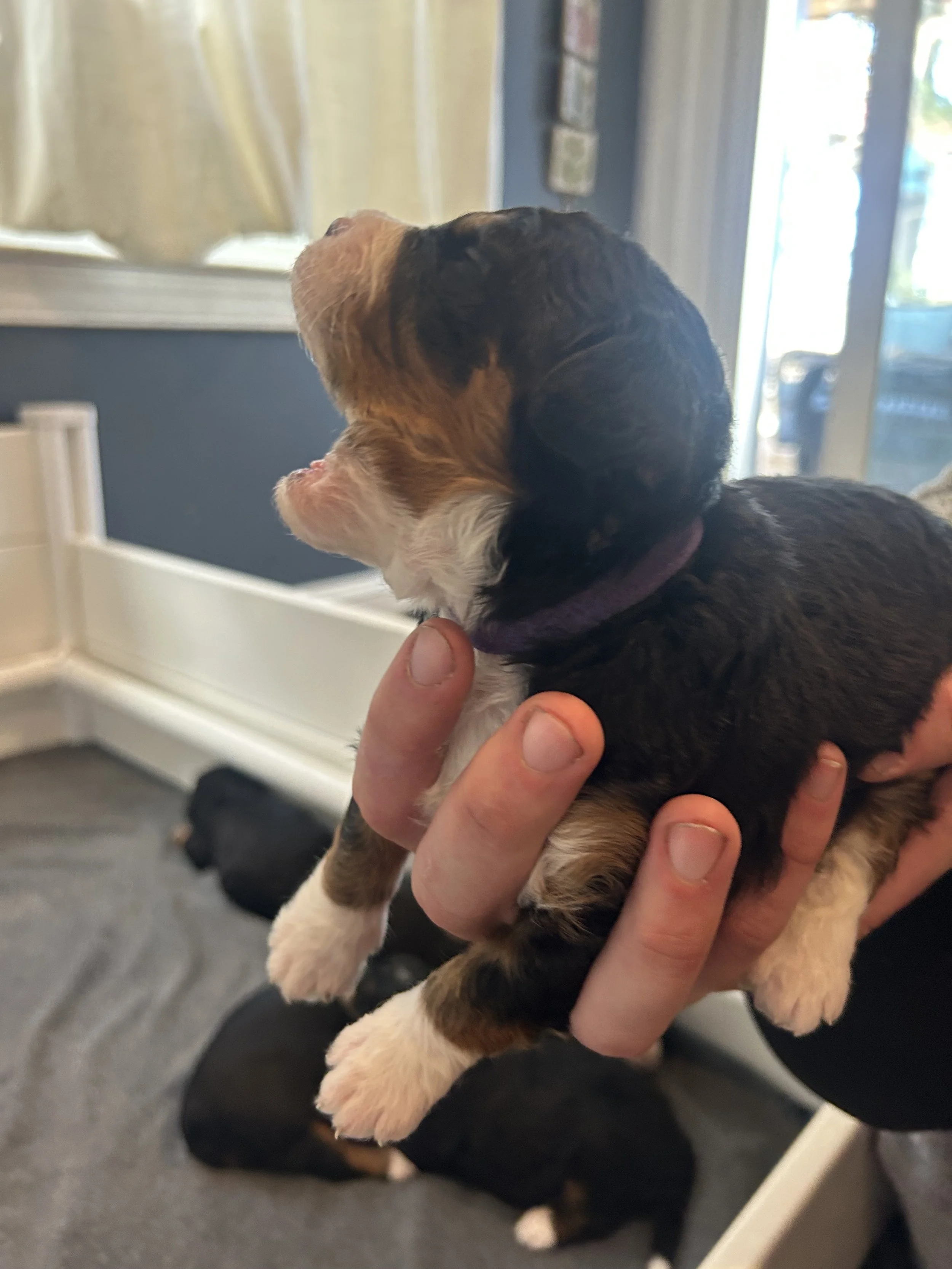 Willow 4 10/17 (2wk pic)