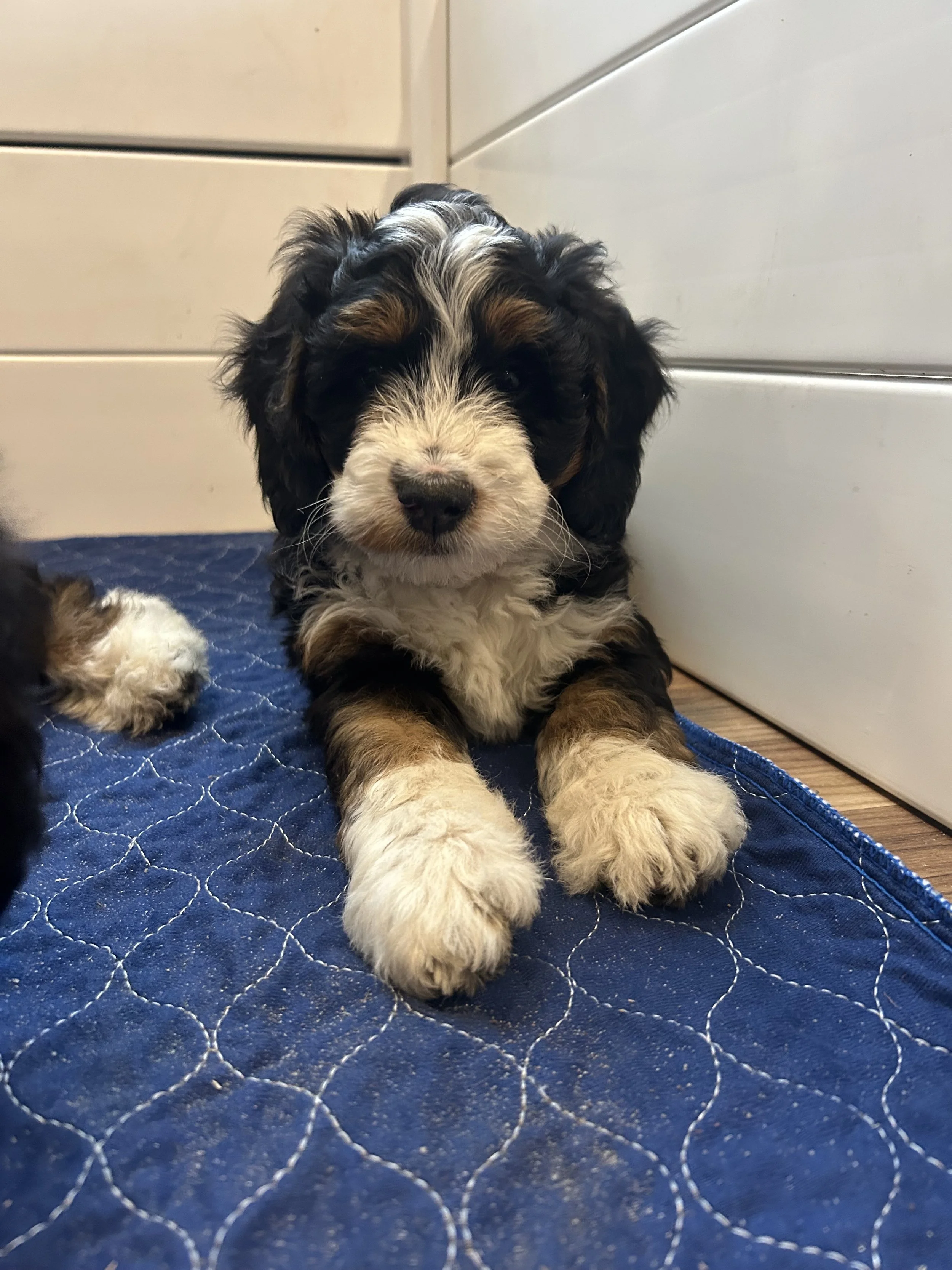 Cutie (Orange) ~ Female