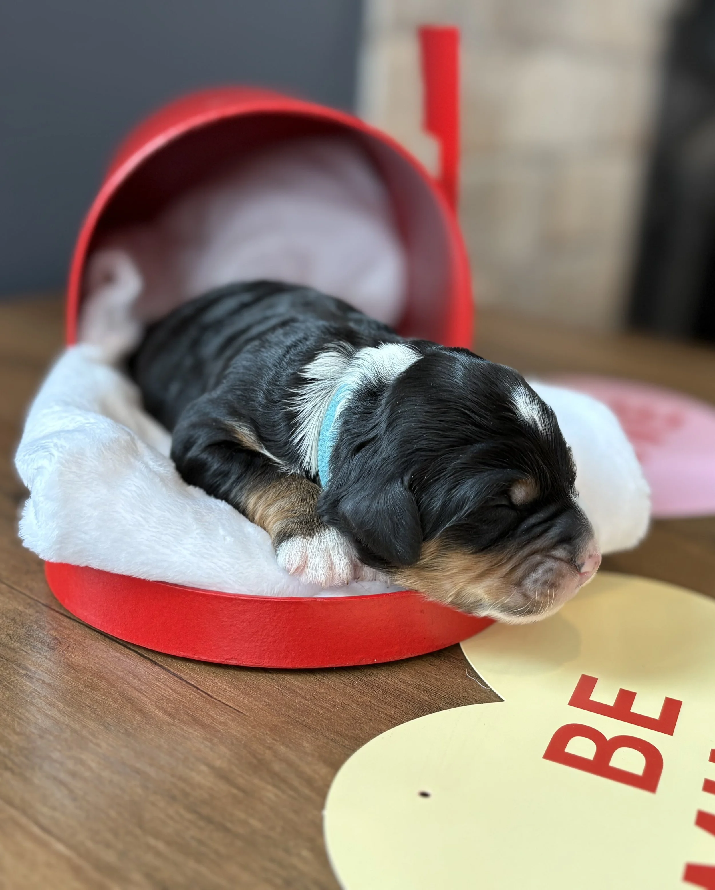 Beau (Lt Blue) - Male