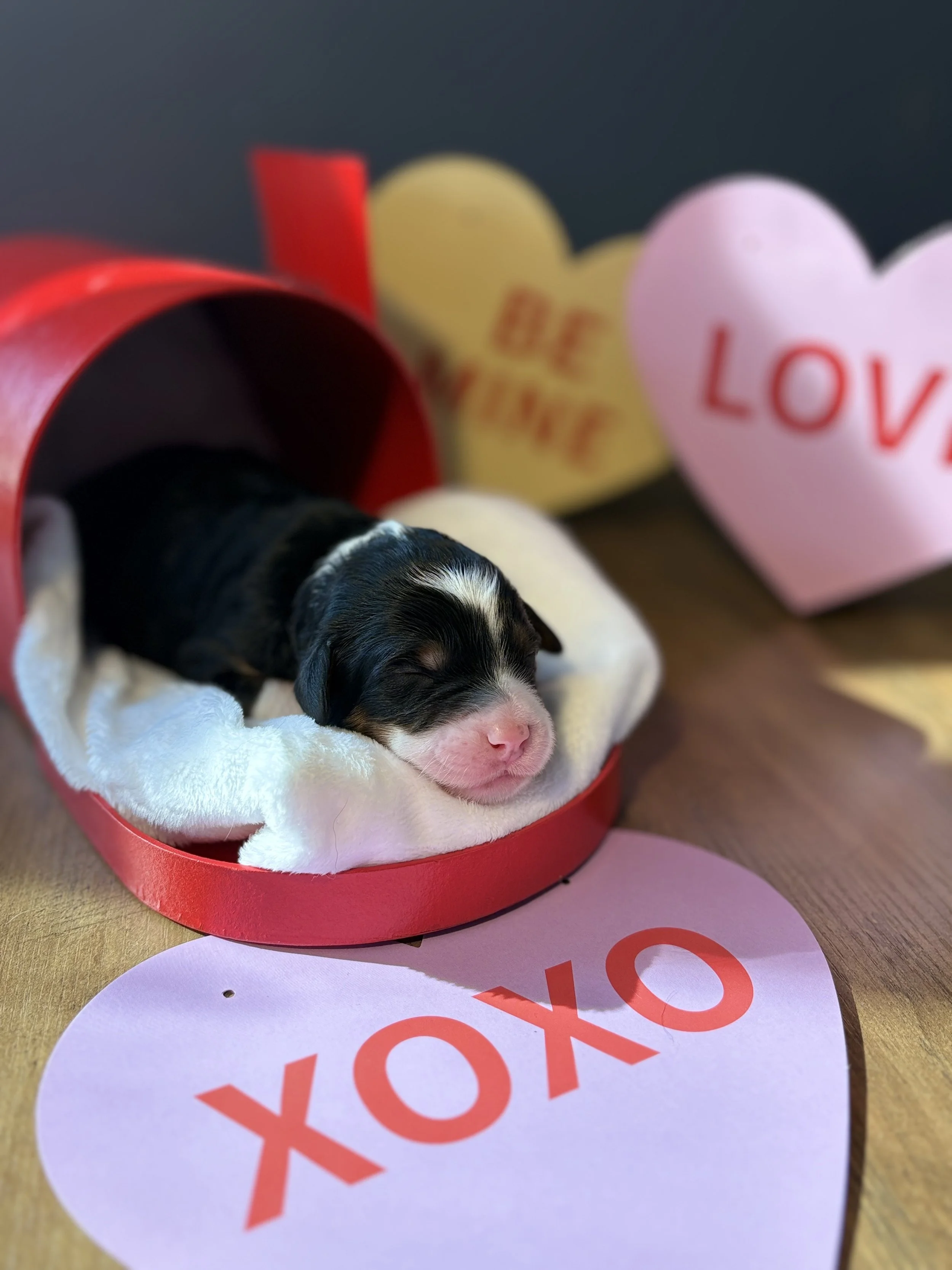 Valentina (Purple) ~ Female