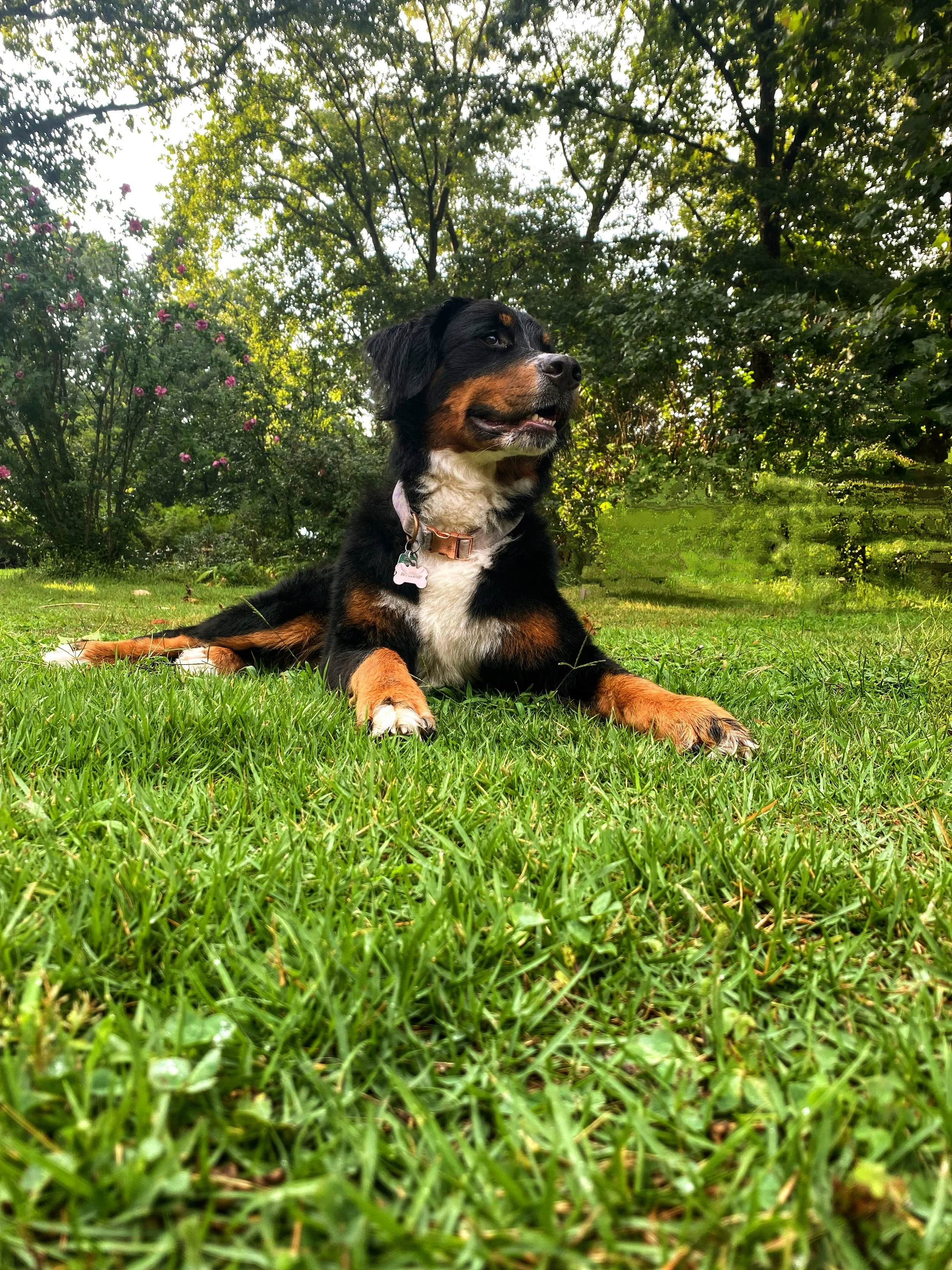 Tricolor bernedoodle breeding program