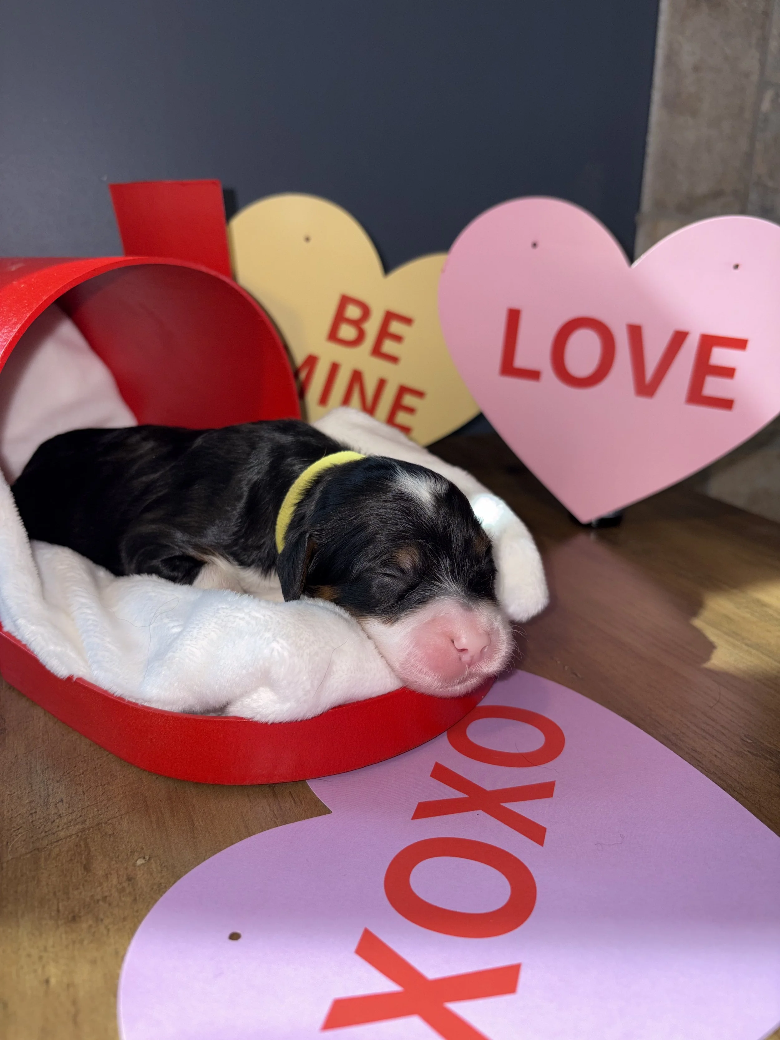 Juliet (Lt Yellow)- Female