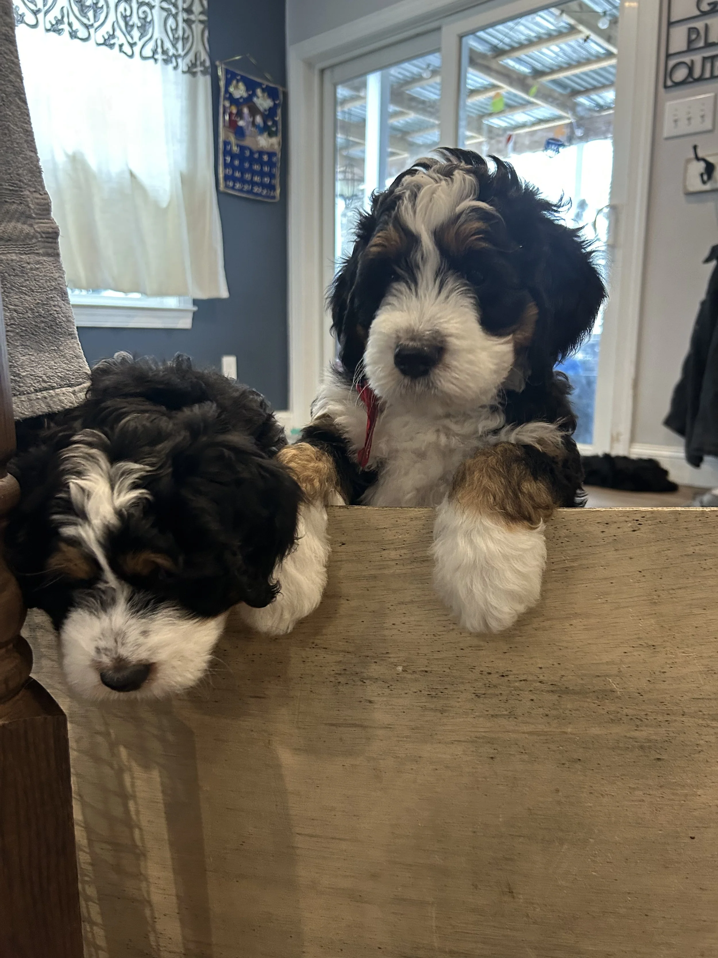 Two adorable Bernedoodle puppies with black and white fluffy fur, one larger puppy above the wooden fence with paws resting on it, and a smaller puppy on the other side of the fence also with paws resting on it, inside a cozy home.