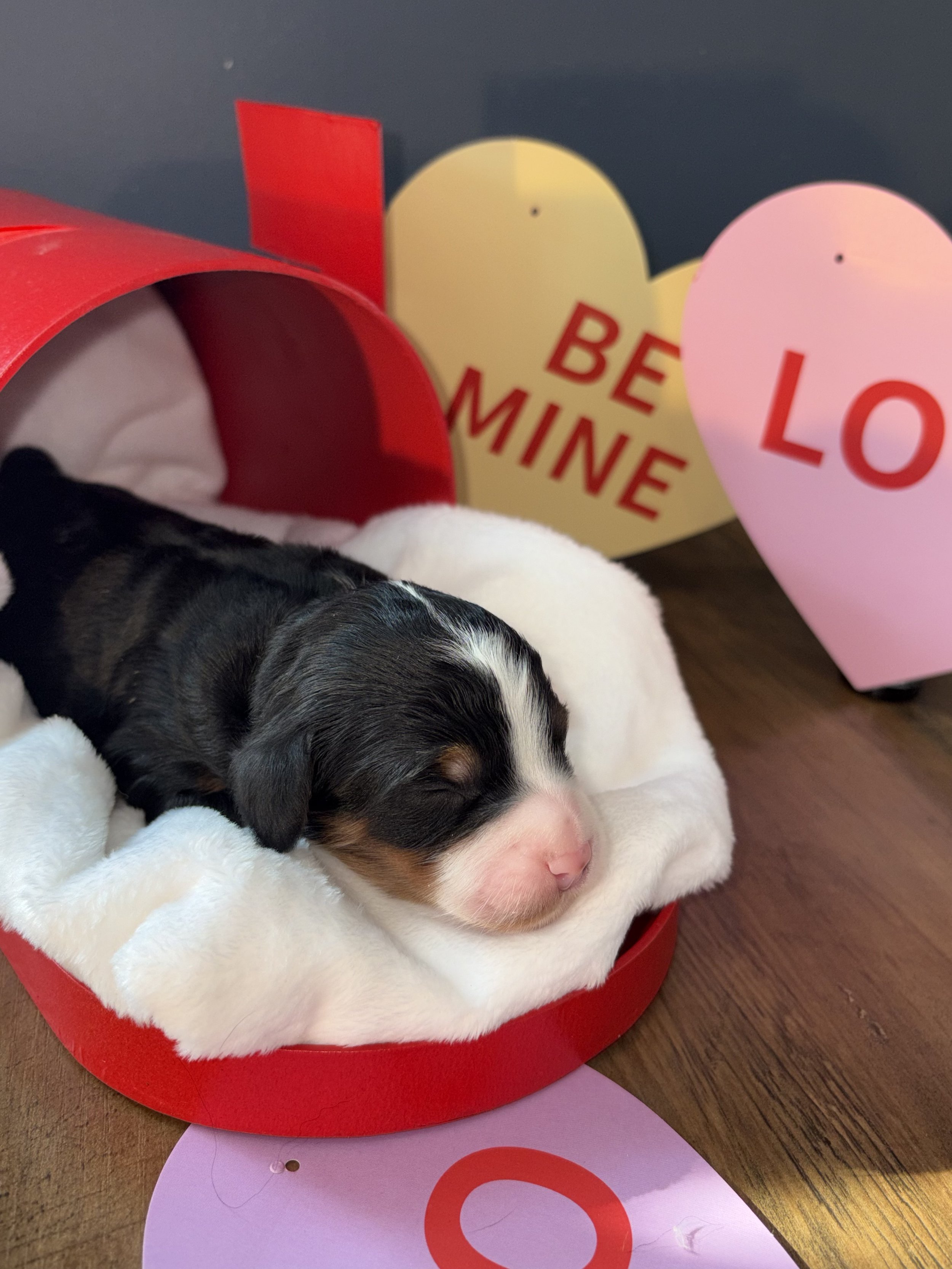 Cutie (Orange) ~ Female