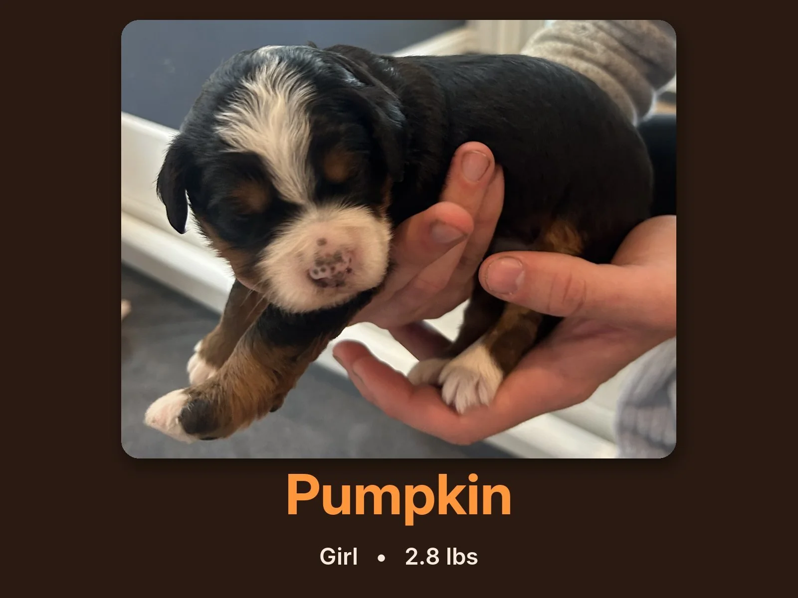 pumpkin-bernedoodle-puppy.jpg