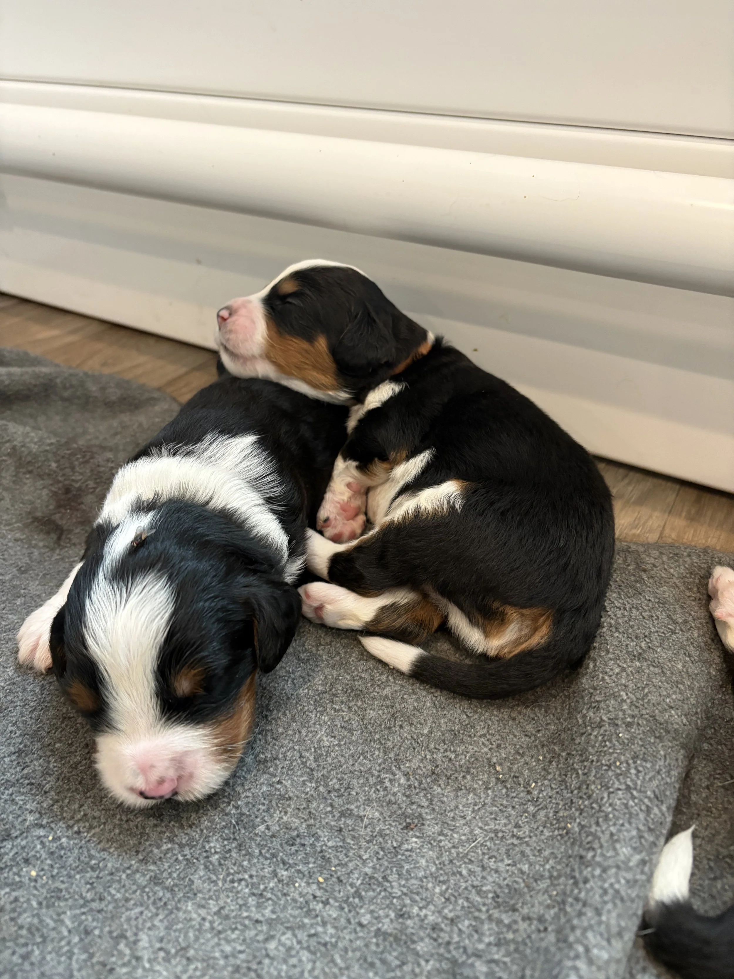 2nd Litter ~ June '25