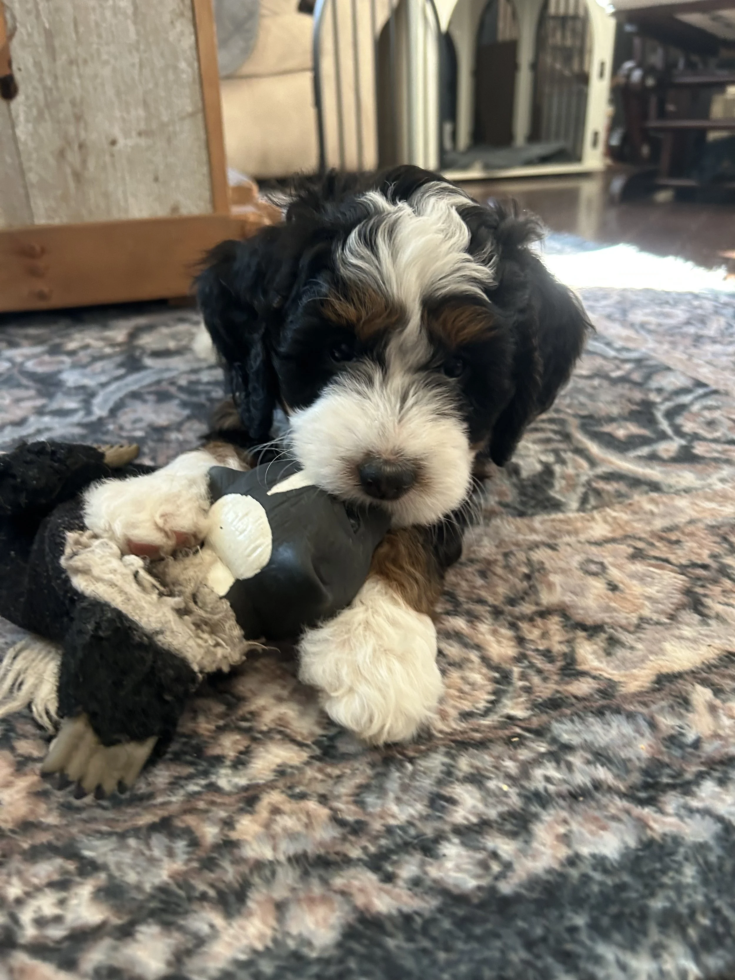 Cherry (Dk Pink) ~ Female