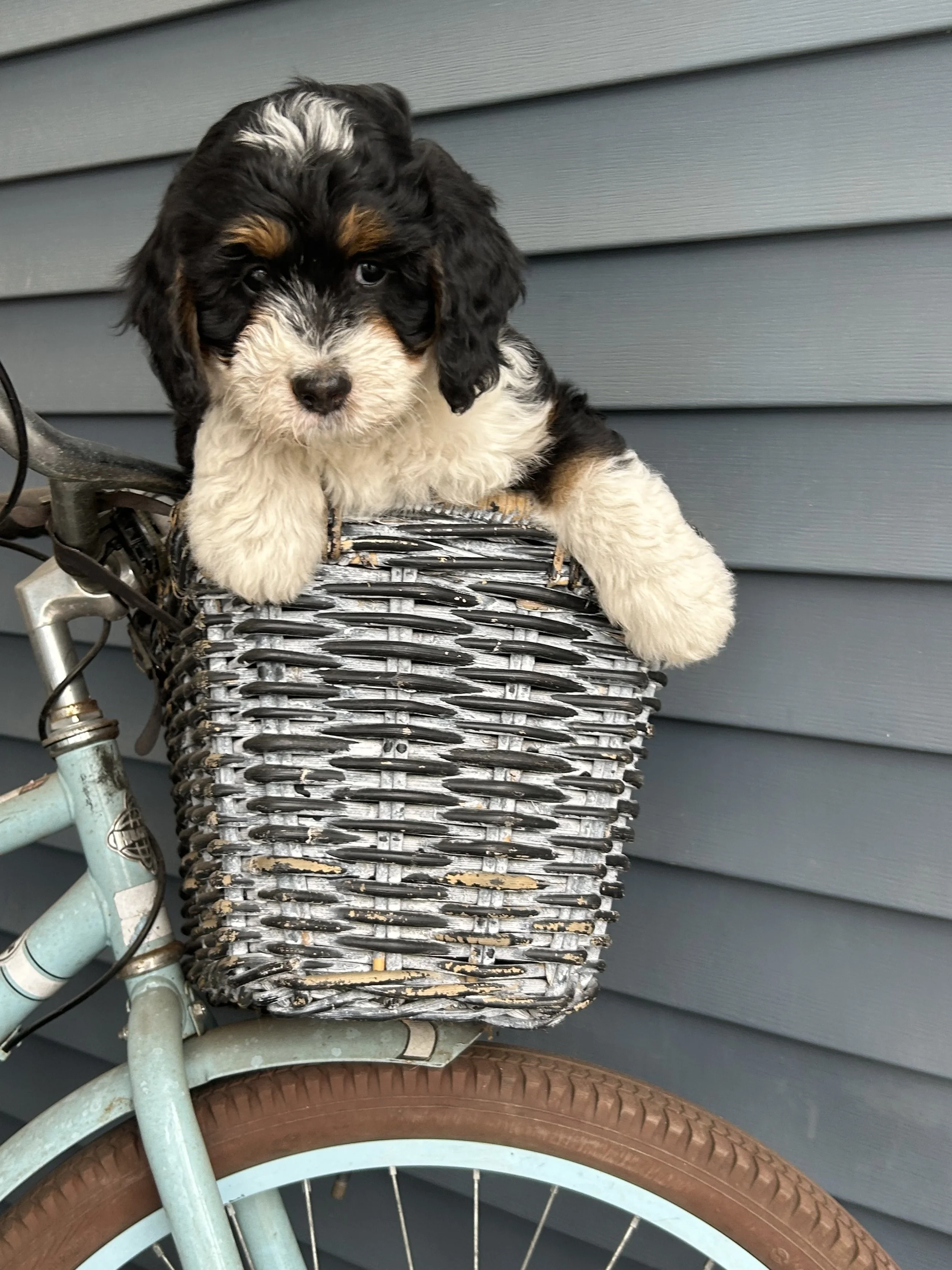 Juliet (Lt Yellow)- Female