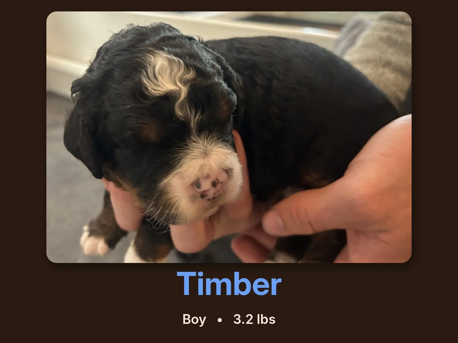 timber-bernedoodle-puppy.jpg