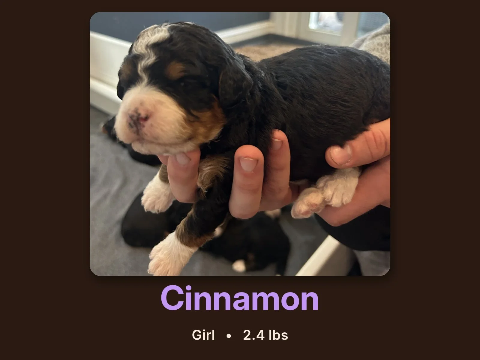 cinnamon-bernedoodle-puppy.jpg