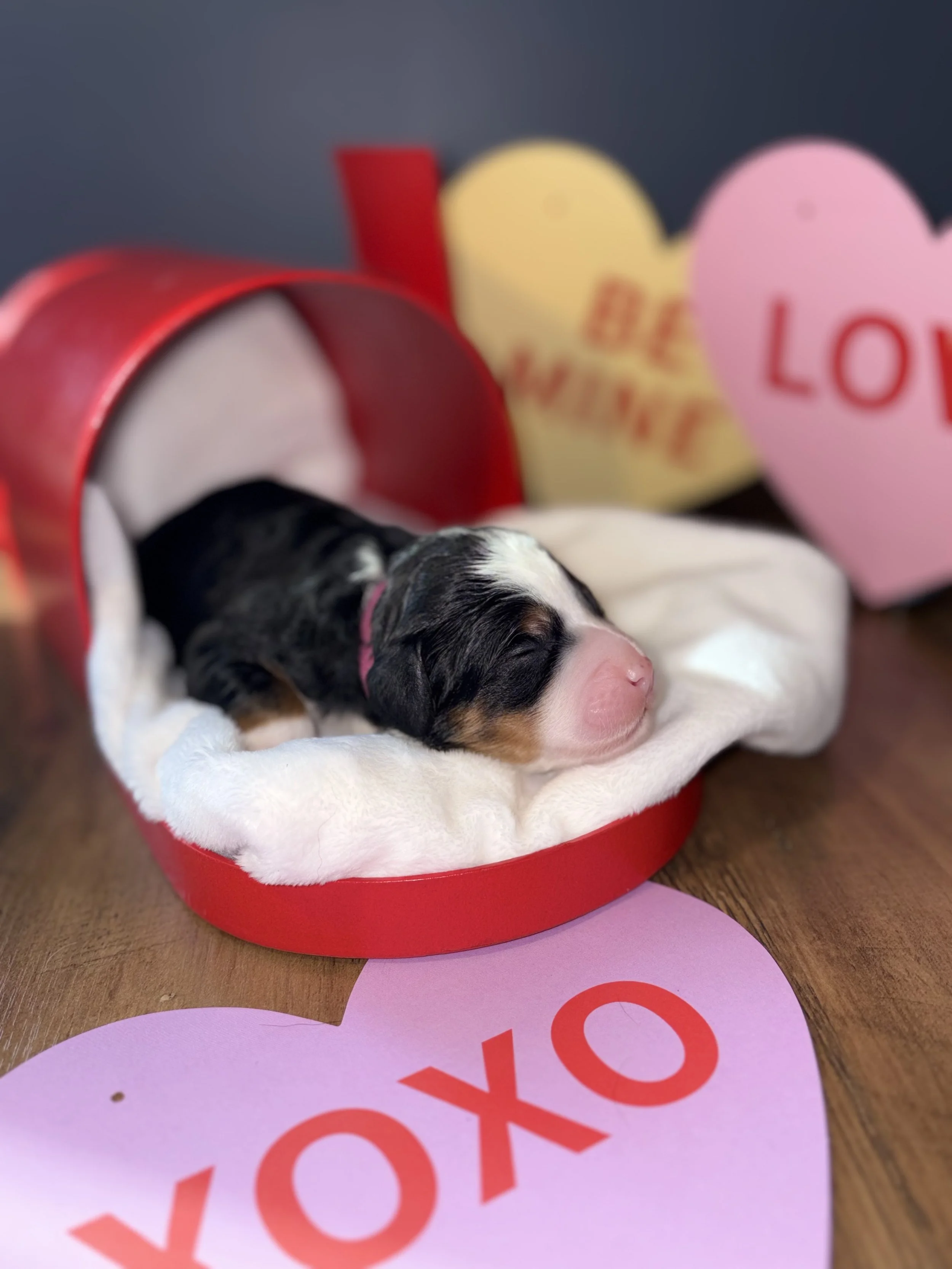 Cherry (Dk Pink) ~ Female