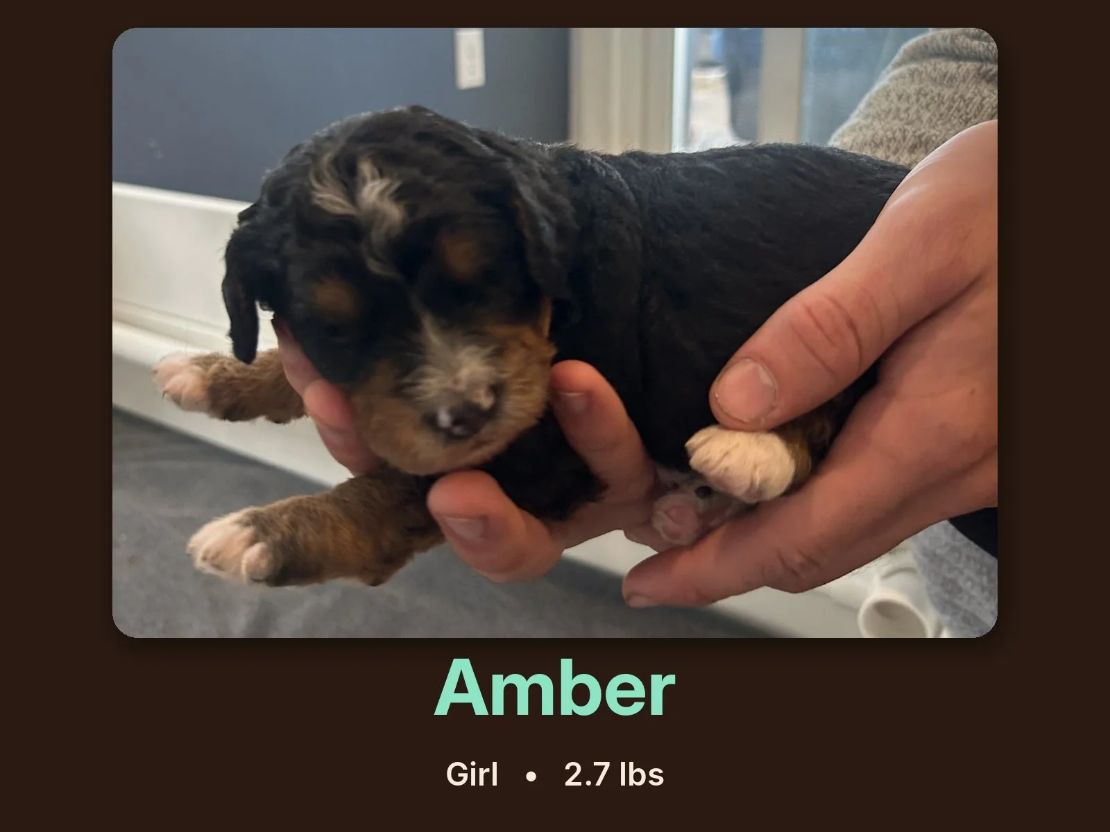 amber-bernedoodle-puppy.jpg