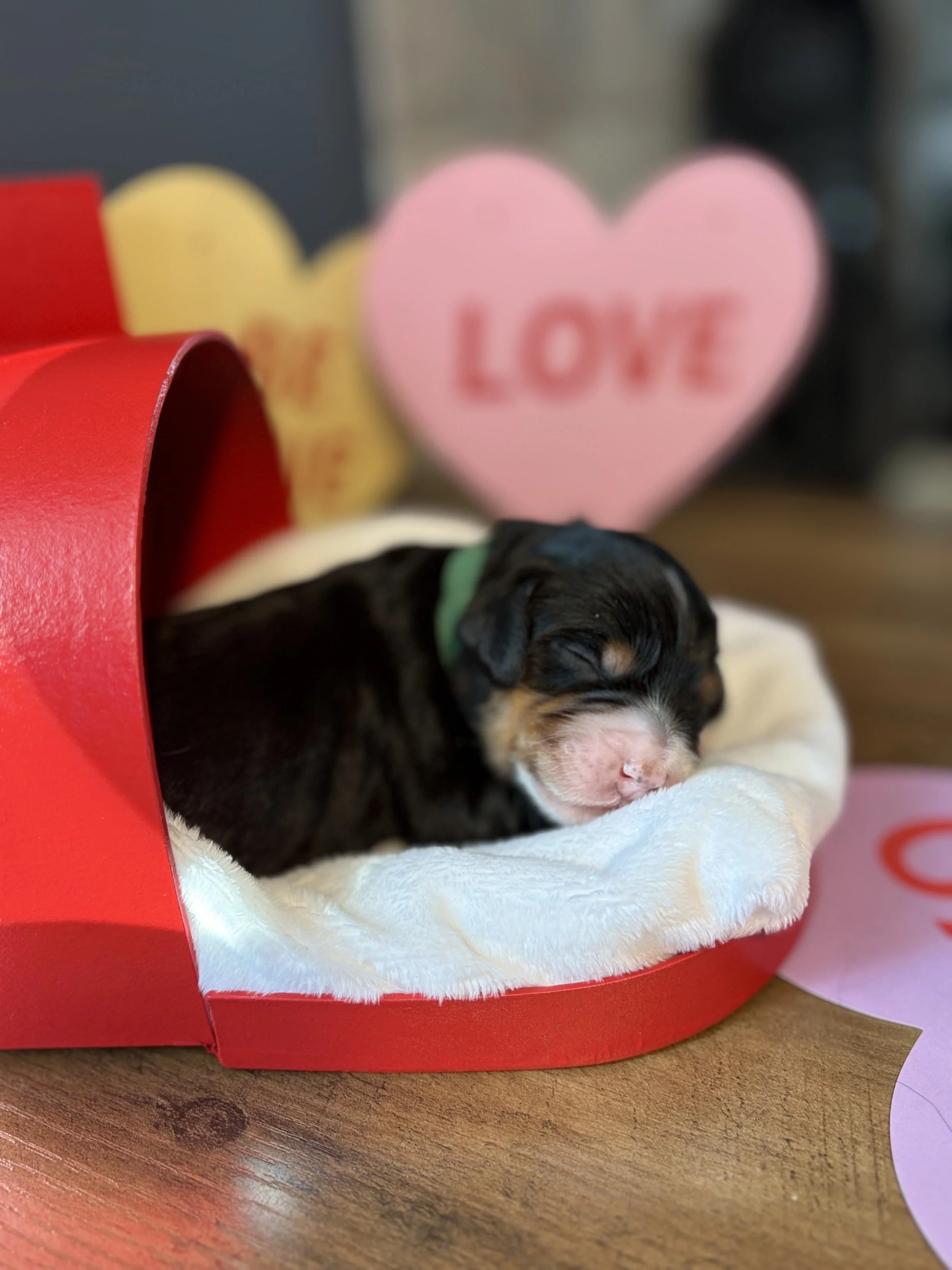 Huggie (Dk Green) ~ Female