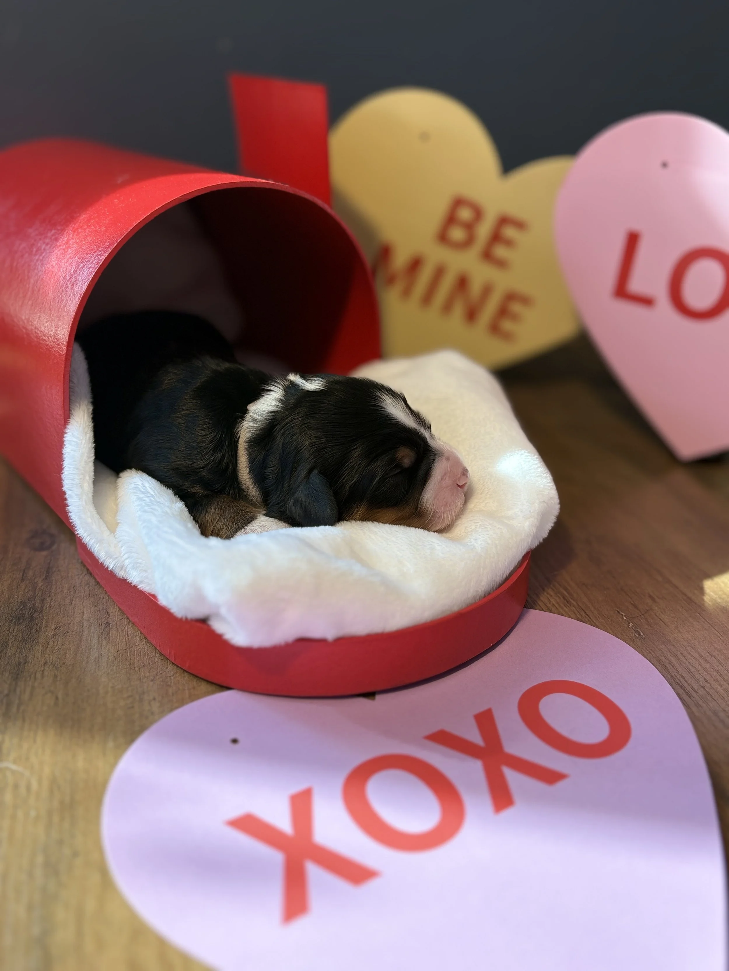 Candy (White) - Female