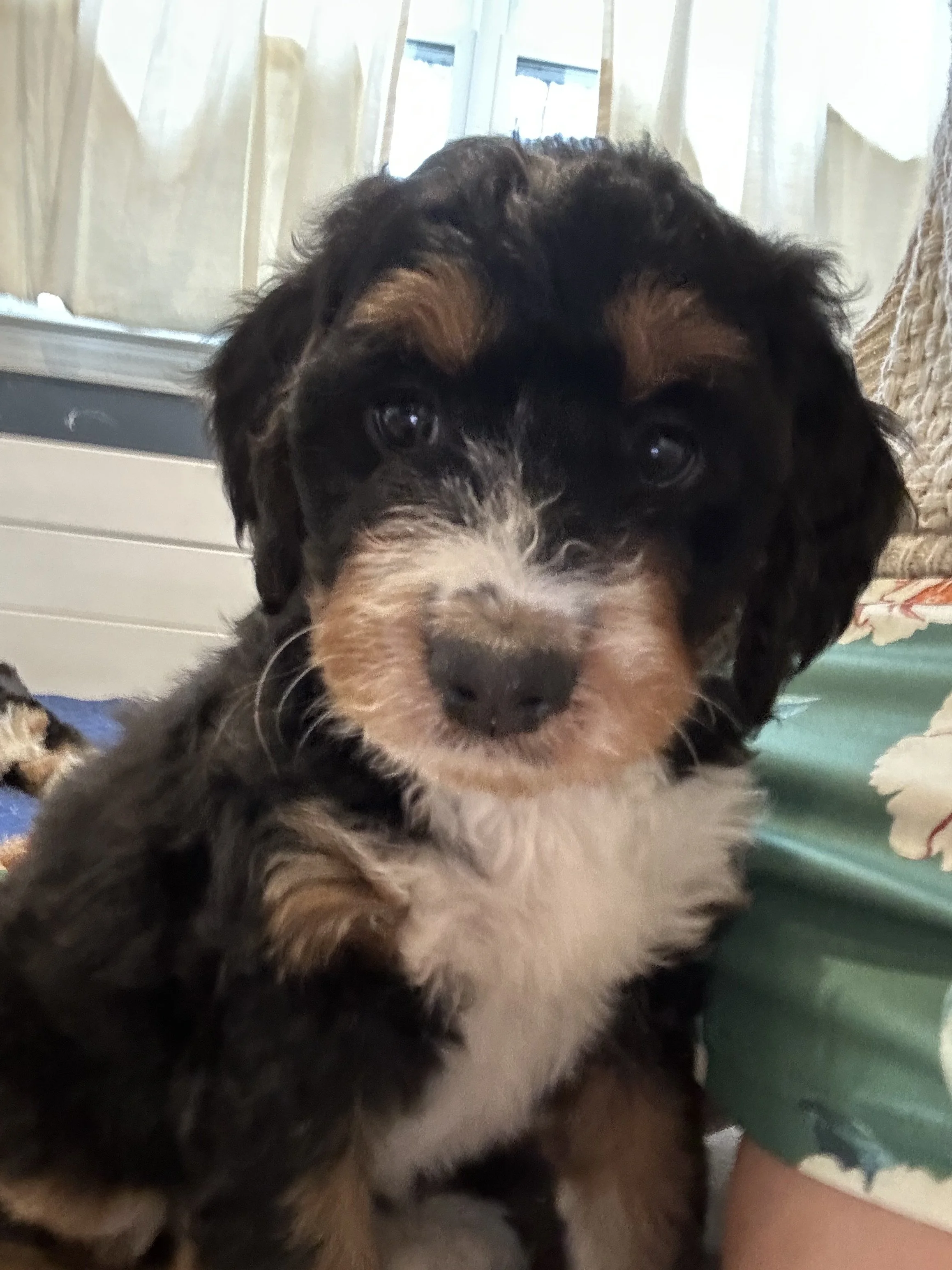 Rosie (Lt Pink) - Female