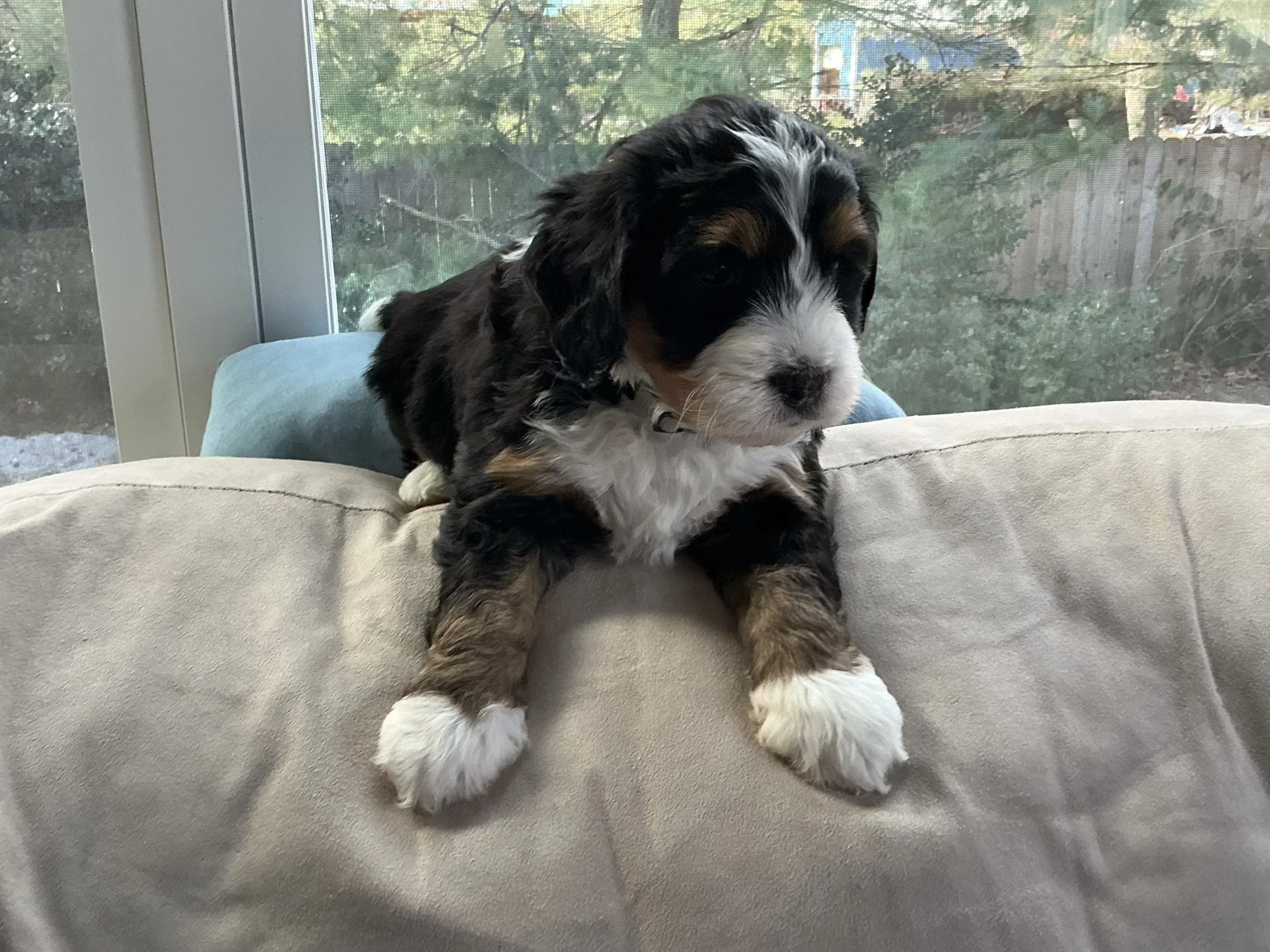 Candy (White) - Female